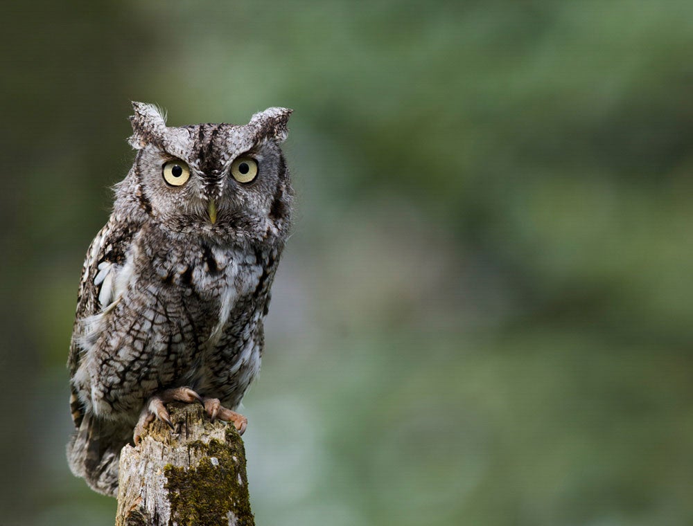 Eastern Screech-Owl. Jen StLouis/Audubon Photography Awards