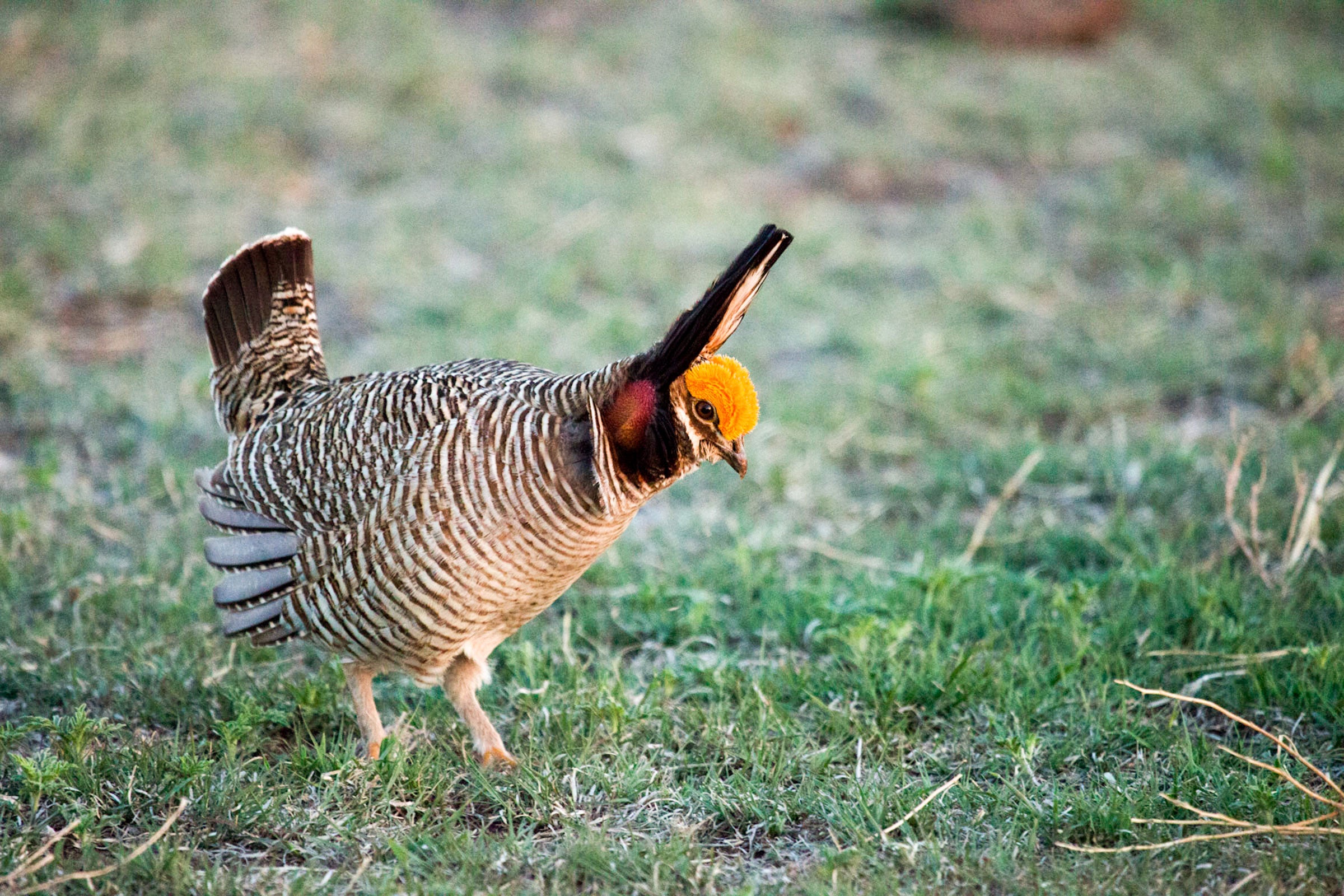 Lesser Prairie-Chicken. Brittany Meaghe/���Ĵ�ý Photography Awards
