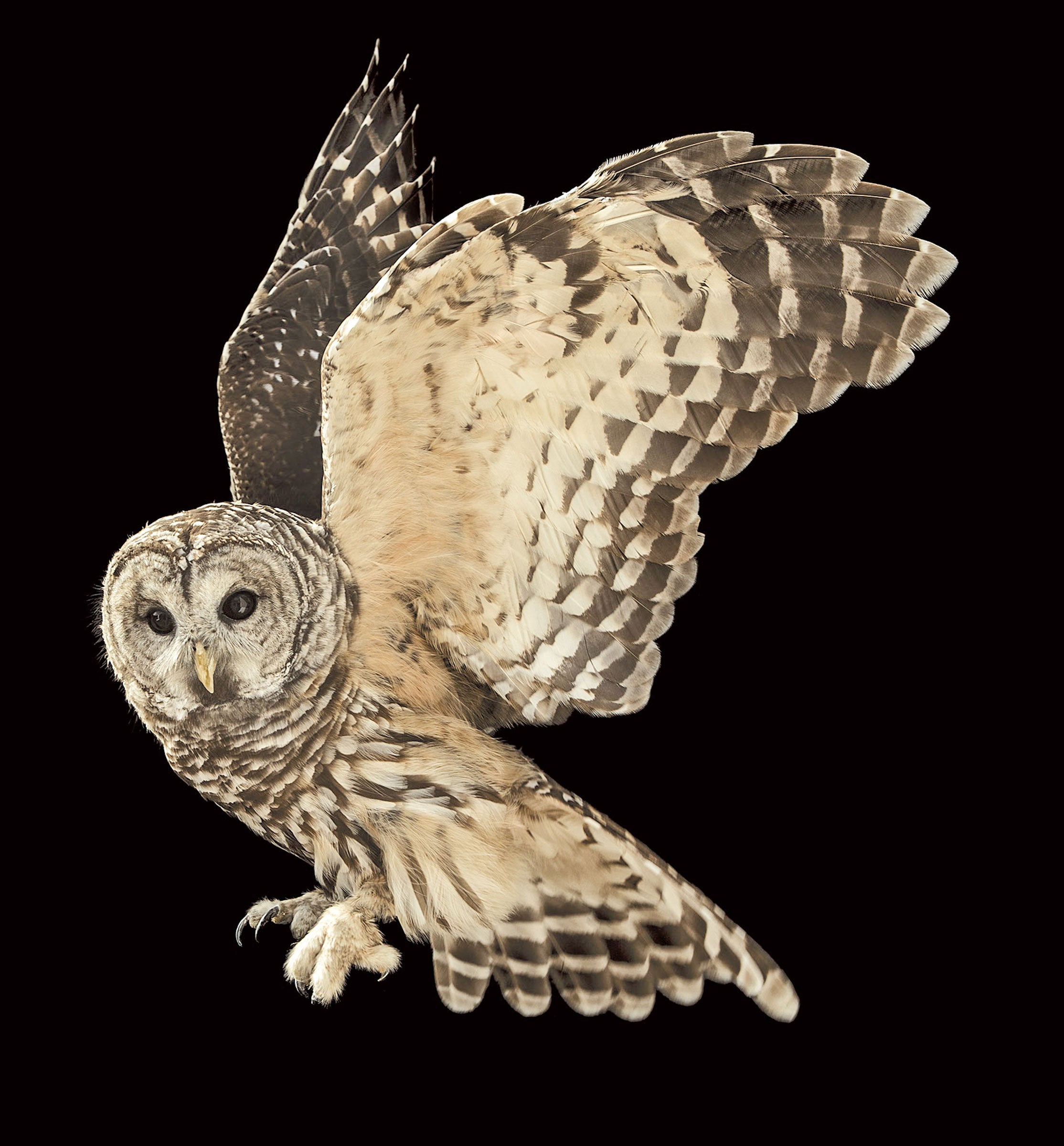 Evidence B: Note the small feathers that cover the Barred Owl's feet—unique to this family of birds. The species' three-foot wingspan is also formidable. Jennifer Maharry Maharry/Audubon Photography Awards