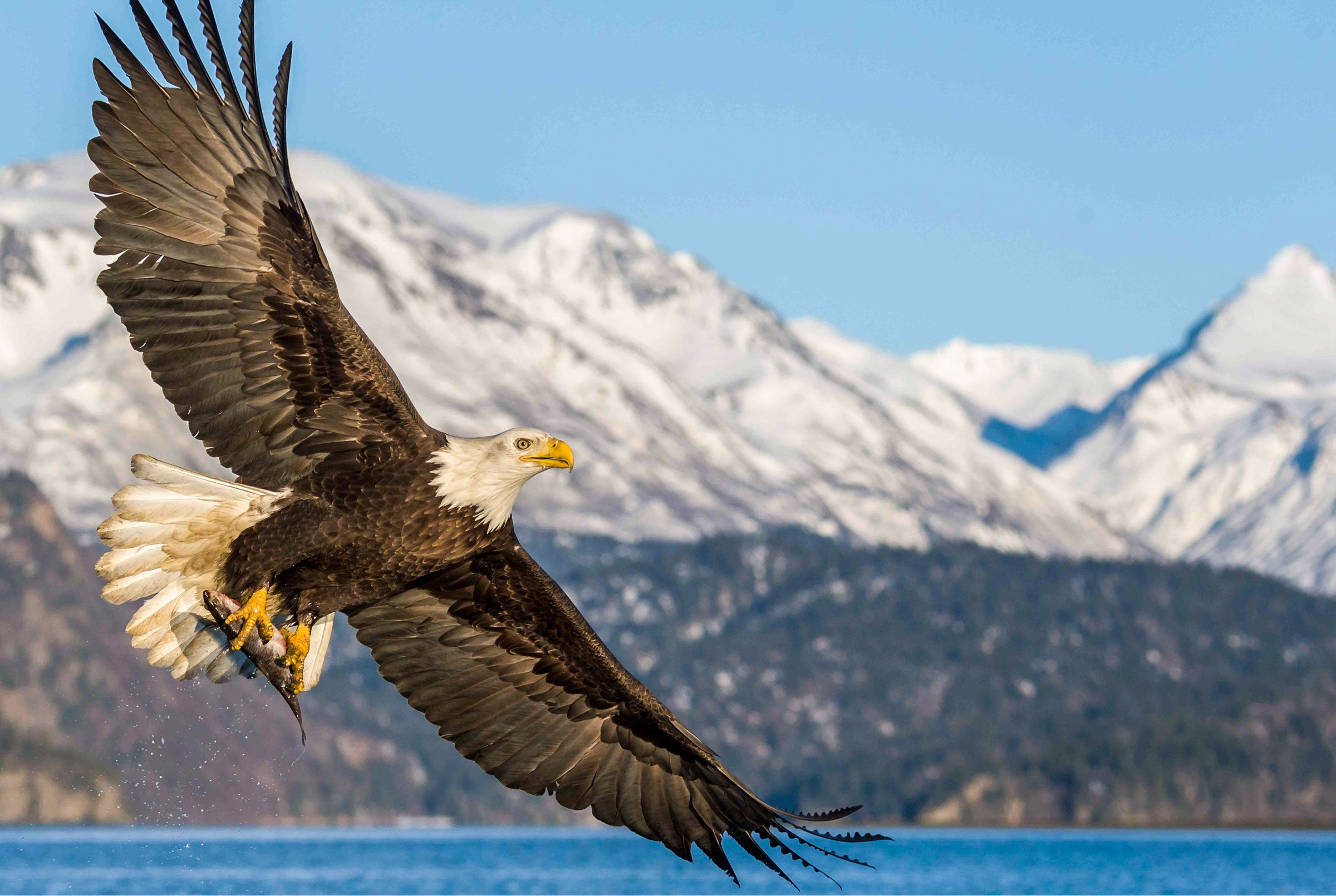 Bald Eagle. Lori Rothstein/Audubon Photography Awards