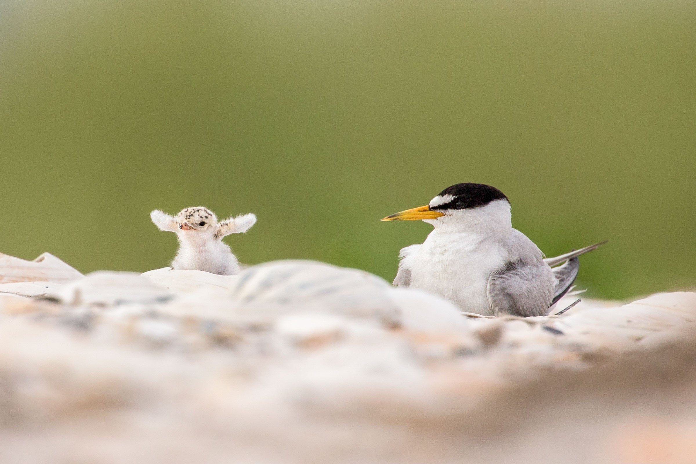 Least Tern and chick. Melissa Groo/Audubon Photography Awards