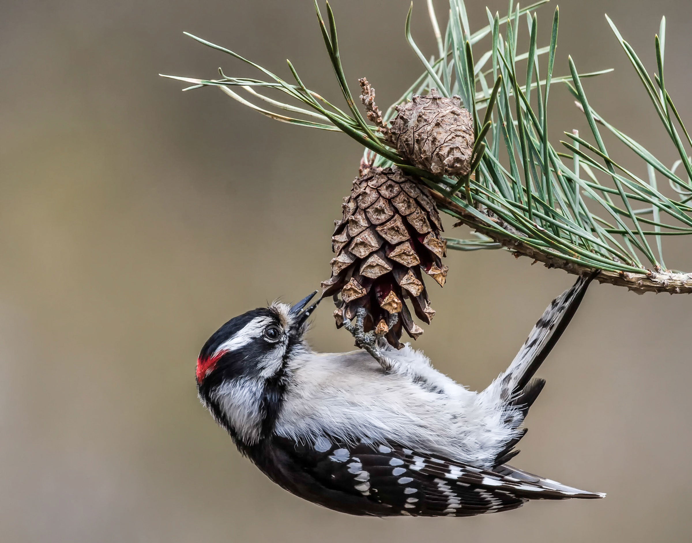 Downy Woodpecker on a pine. Nick Shearman/Audubon Photography Awards