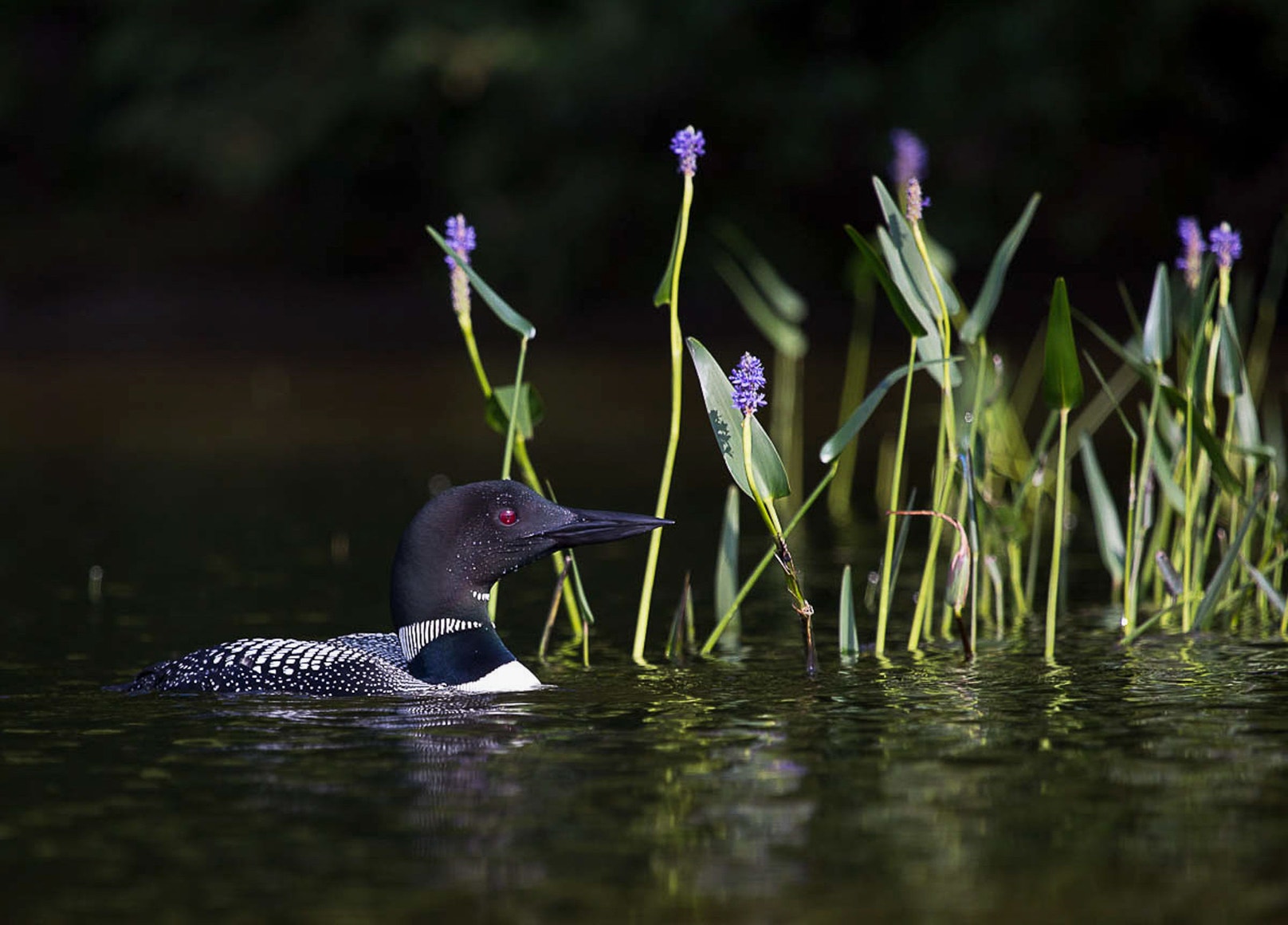 False Springs: How Earlier Spring With Climate Change Wreaks Havoc on ...