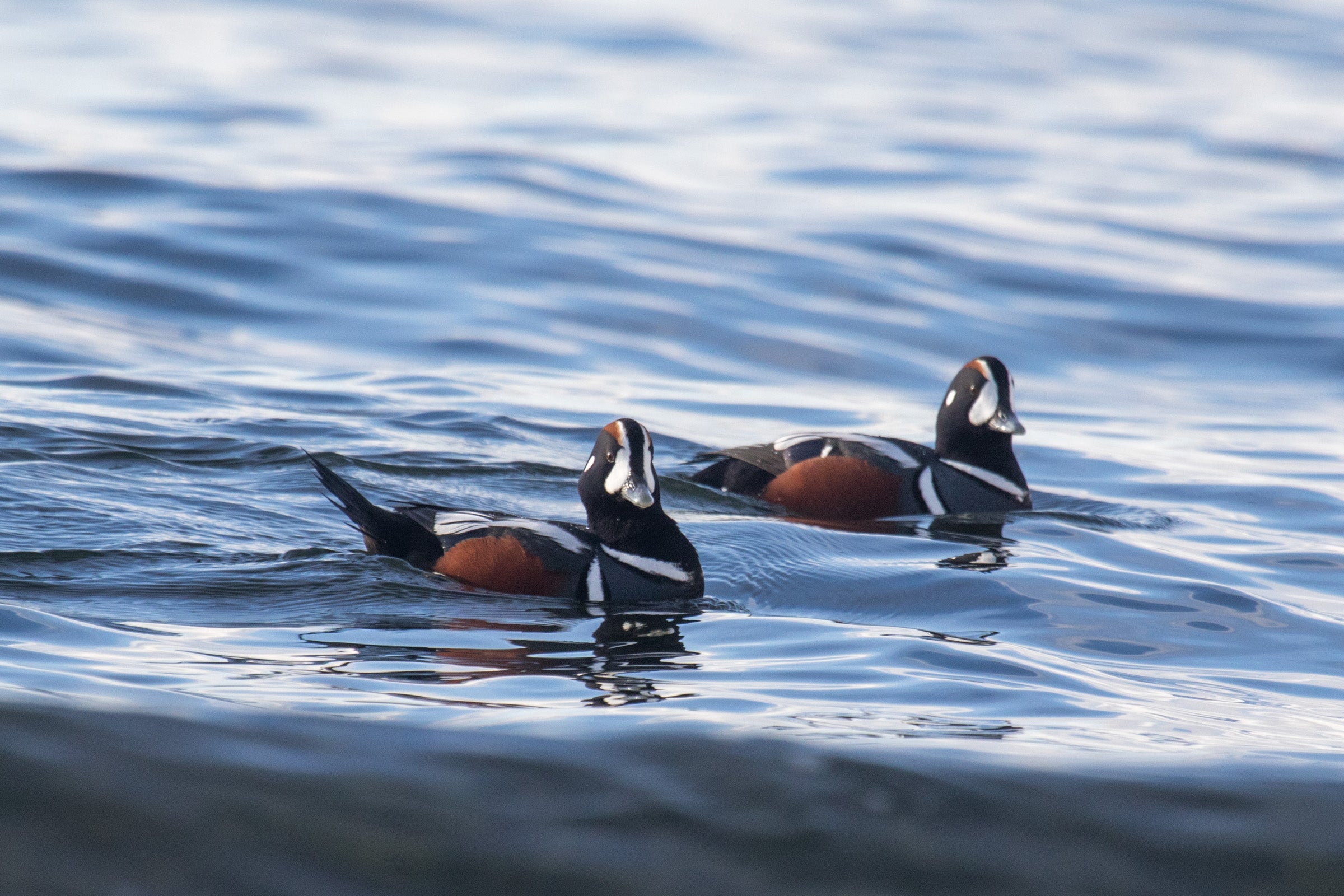 On the Instagram caption of these Harlequin ducks, Alice shared: "They are tough little birds, often found surfing in the roughest waters. In fact, these ducks actually suffer more broken bones than any other species." Alice Sun