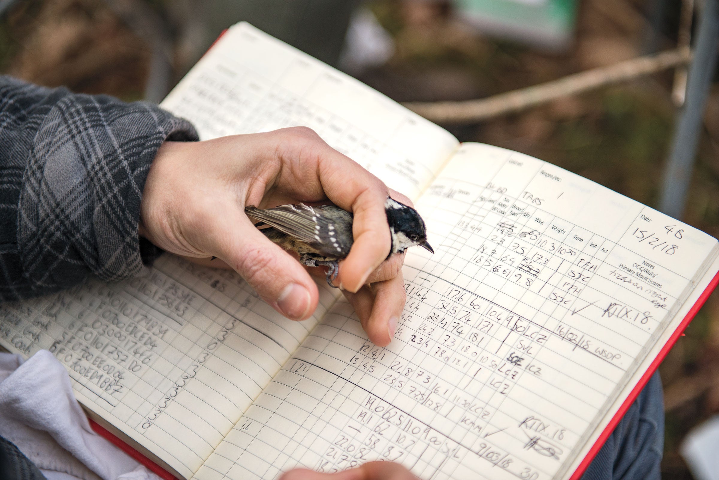 Like some 10,000 birds before it, a Coal Tit is banded and measured in Wytham Woods. Today the area is home to five tit species; a sixth, the Crested Tit, is an occasional visitor. Sam Hobson