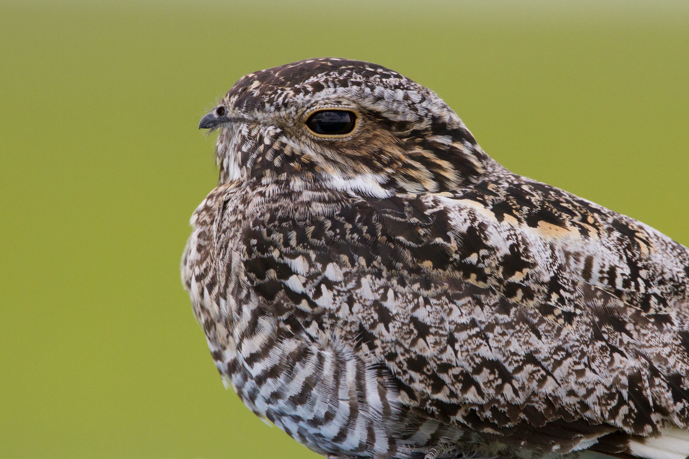 Common Nighthawk. Connor Charchuk/���Ĵ�ý Photography Awards