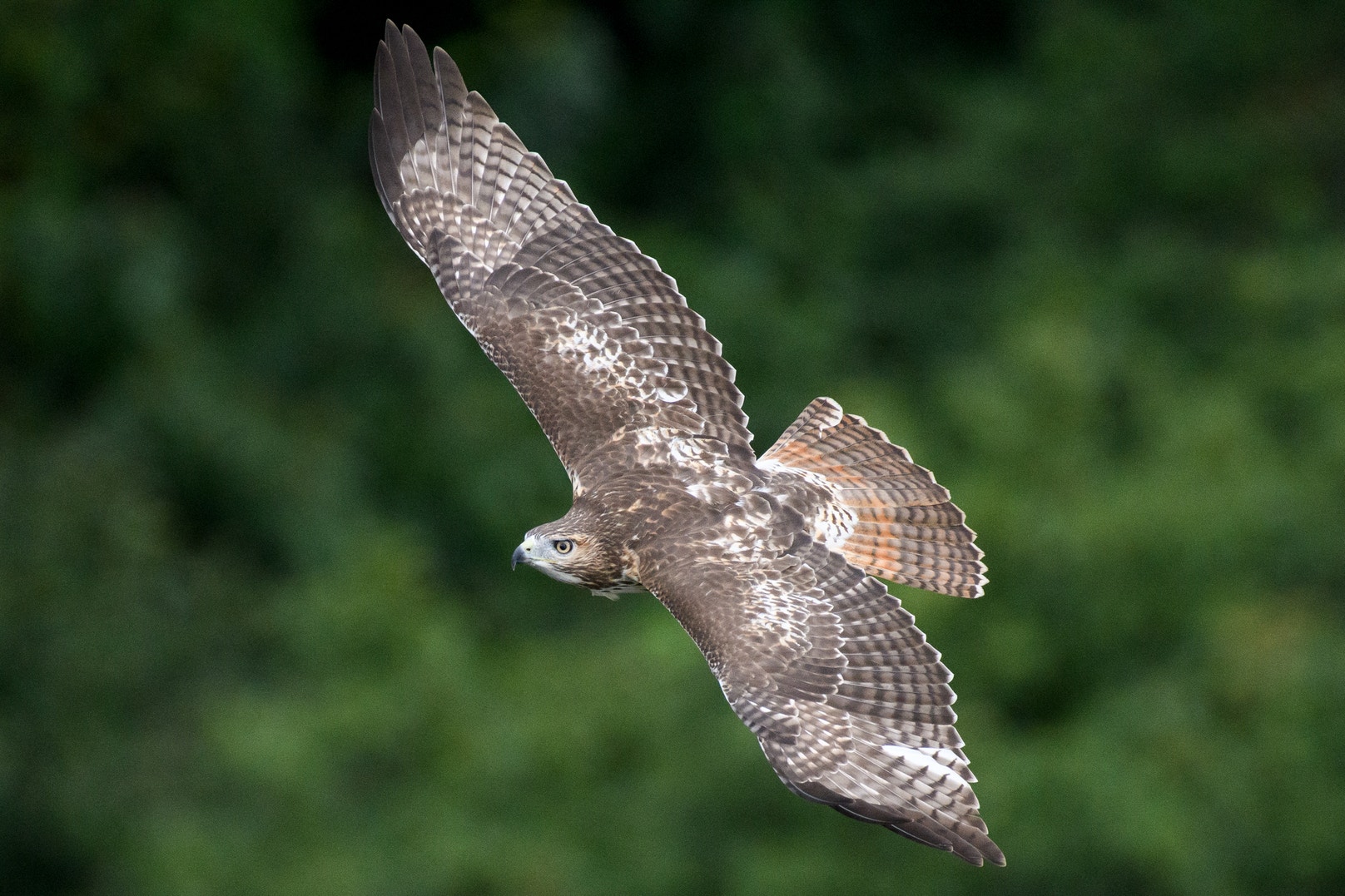 Supreme Court Ruling is Bad News for Birds and Everyone Else Too Audubon Supreme Court Ruling is Bad News for Birds and Everyone Else Too Audubon