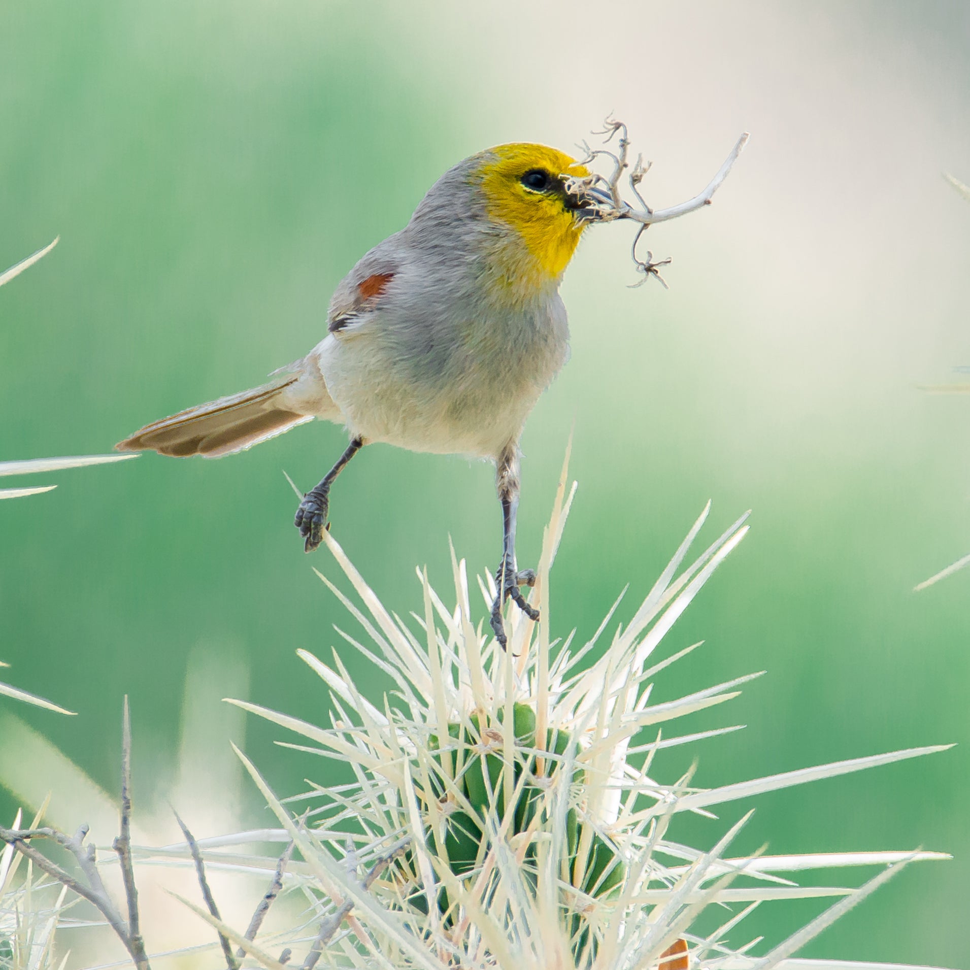 Against a green backdrop, the white thorns of a cholla cactus pop, drawing the eye to the splash of yellow on the Verdin’s face. Its black feet cling to the white spines, and the bird’s side profile highlights the small bit of plant material in the bird’s bill.
