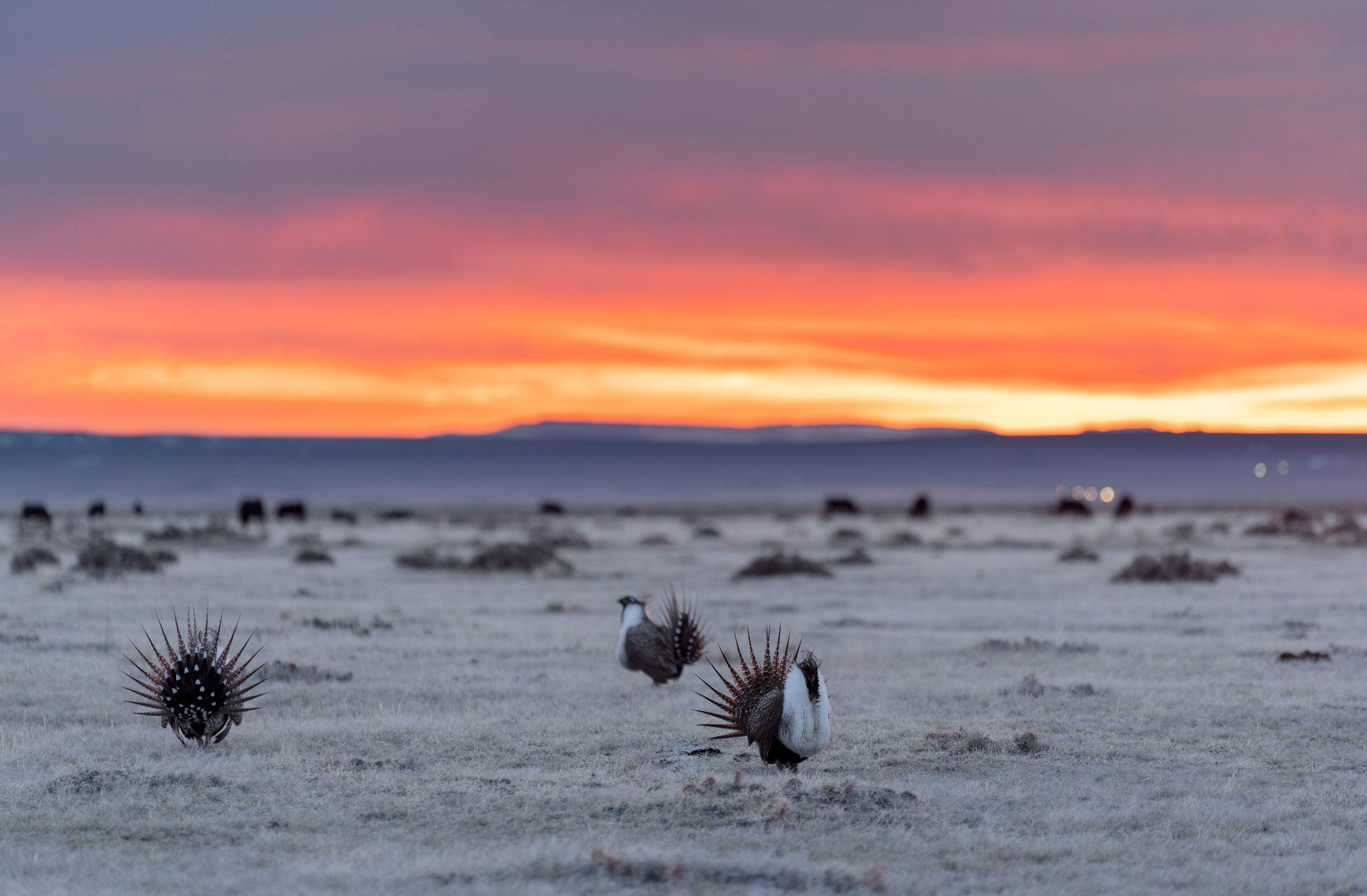 Greater Sage-Grouse. Evan Barrientos/Audubon