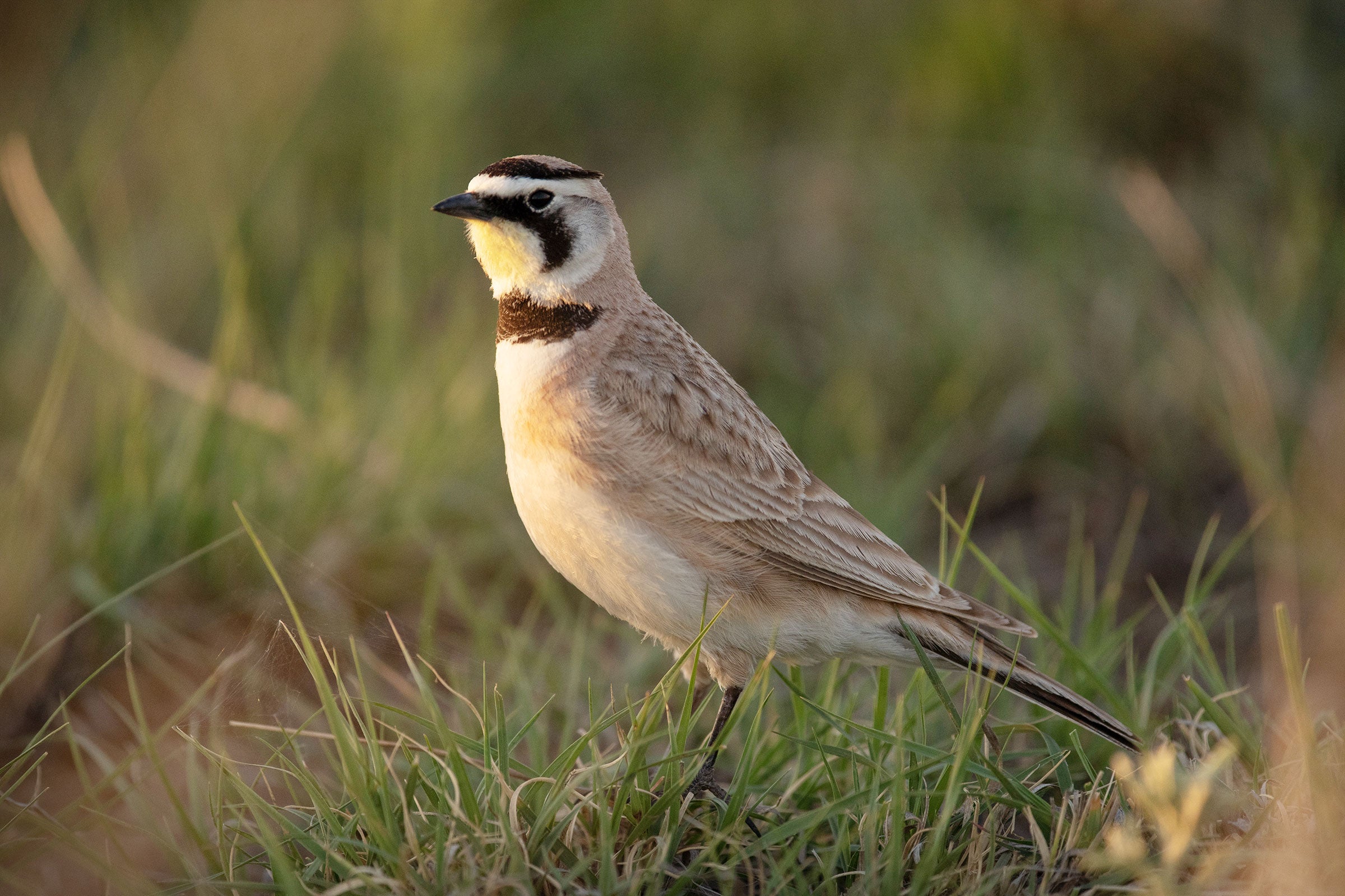 Horned Lark foraging on May Valley Ranch, an Audubon-certified ranch, in Prowers County, Colorado. Evan Barrientos/Audubon