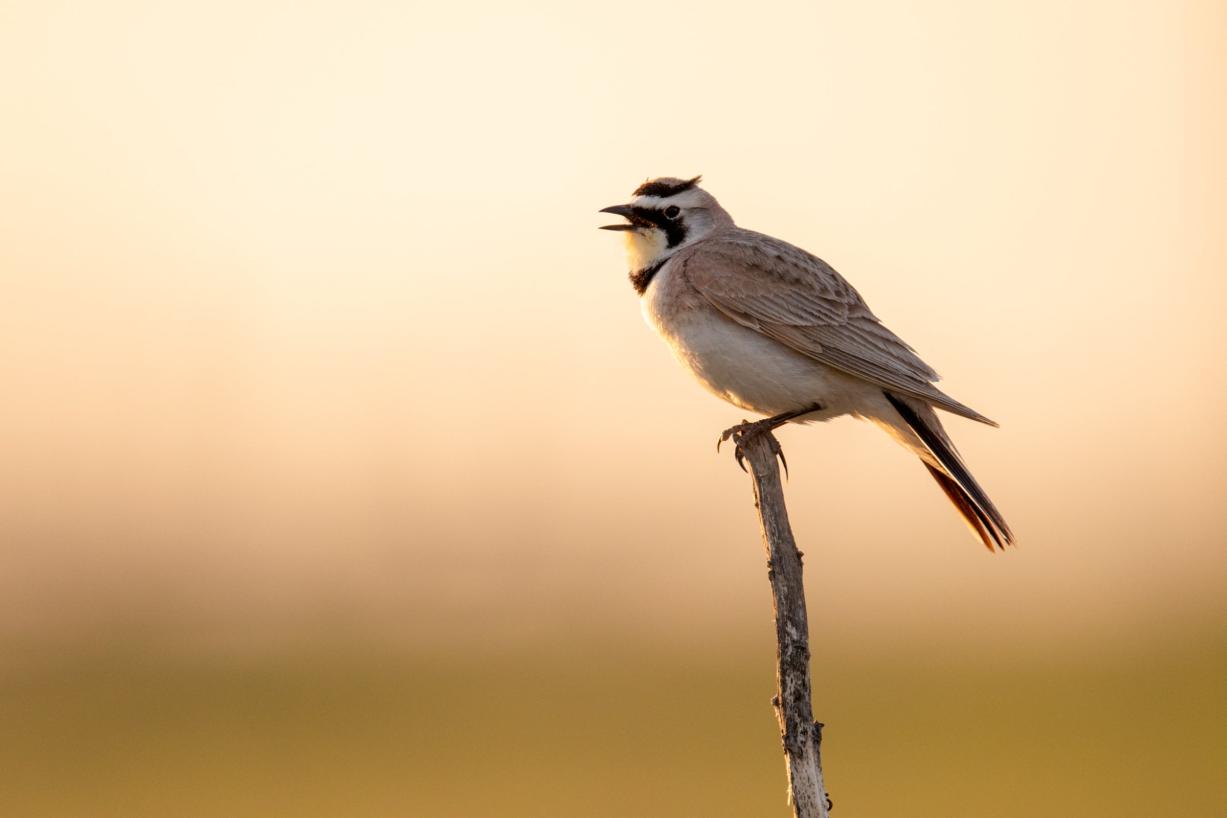The Horned Lark is threatened by wildfire and spring heat waves, both worsened by global warming. Evan Barrientos/Audubon