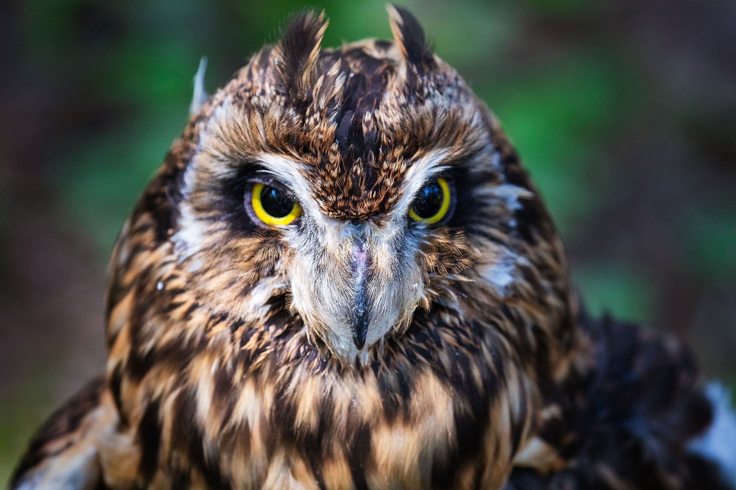 A closeup rehabilitated Short-eared Owl at the Strawberry Plains Hummingbird Festival in Holly Springs, Mississippi. Mike Fernandez/Audubon