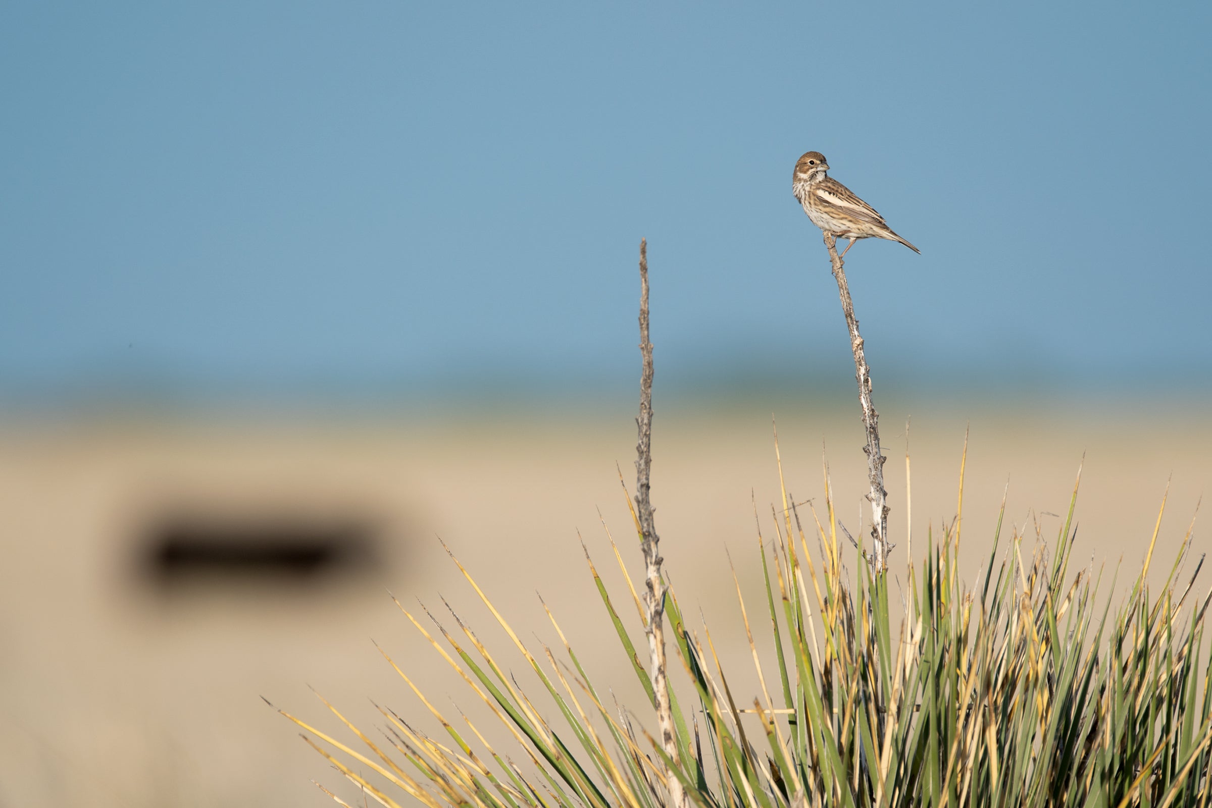 Lark Bunting on May Valley Ranch, an ���Ĵ�ý-certified ranch, in Prowers County, Colorado. Evan Barrientos/���Ĵ�ý