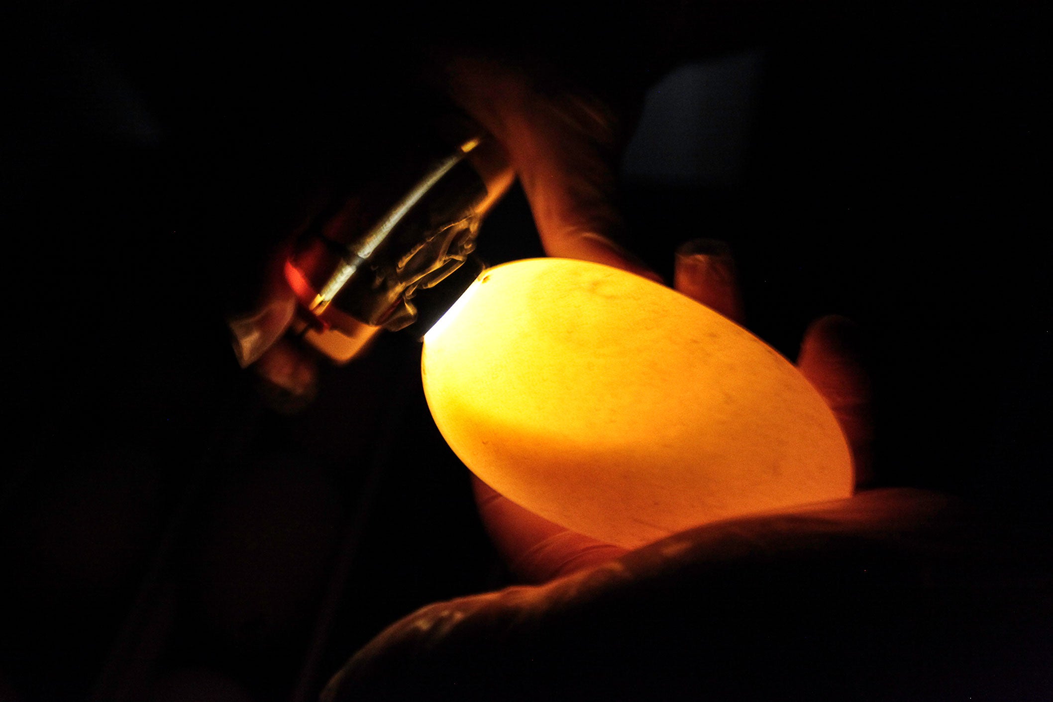 A scientist with Pacific Rim Conservation "candles" an egg to determine its fertility. Kim Steutermann Rogers