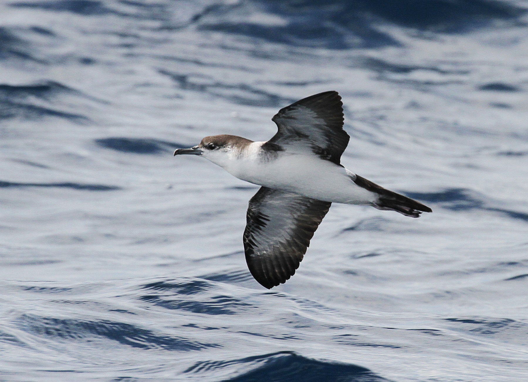 Audubon's Shearwater. Kenn Kaufman