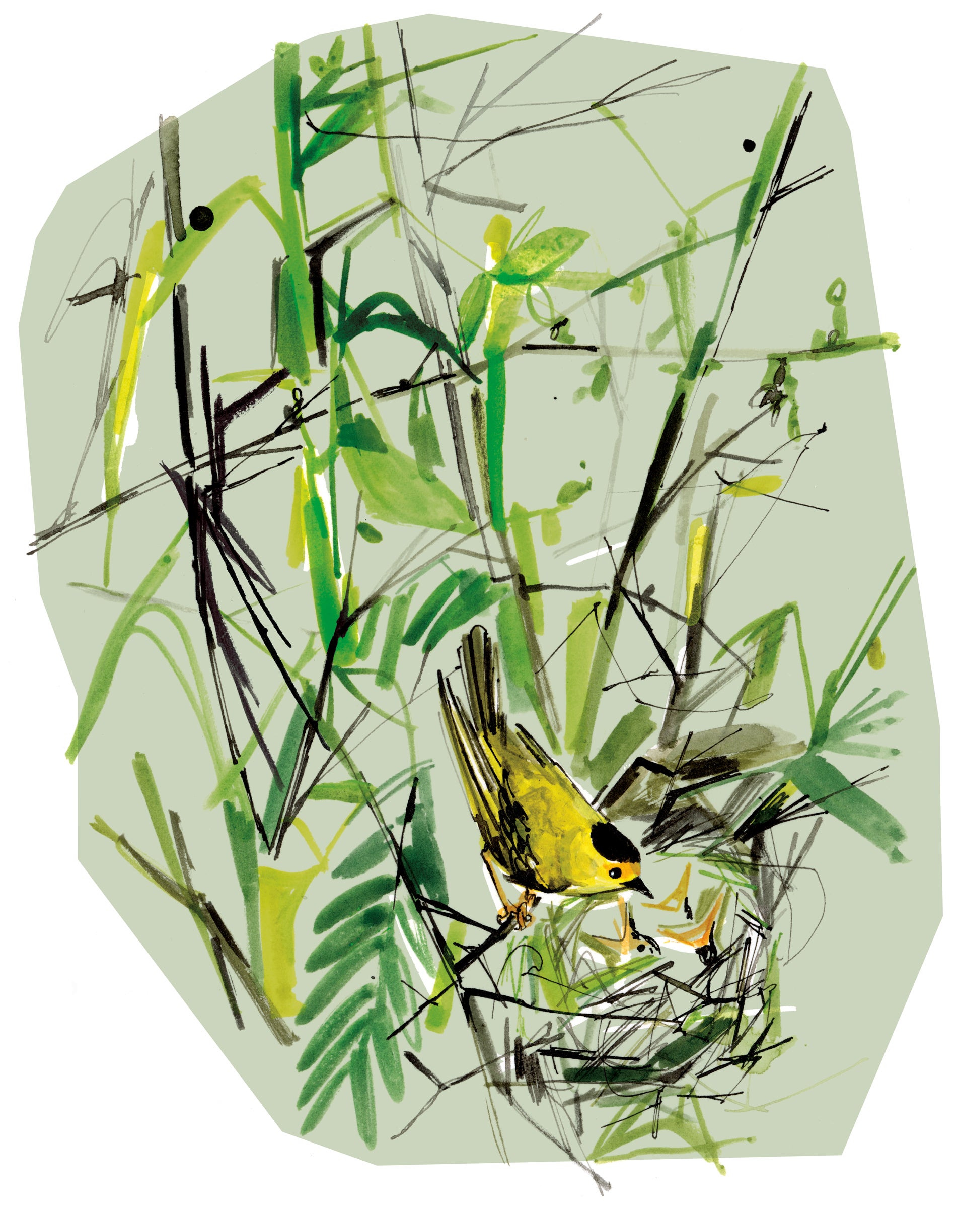 An illustration of a Wilson's Warbler landing in its natural habitat with greenery all around it, feeding three small chicks.