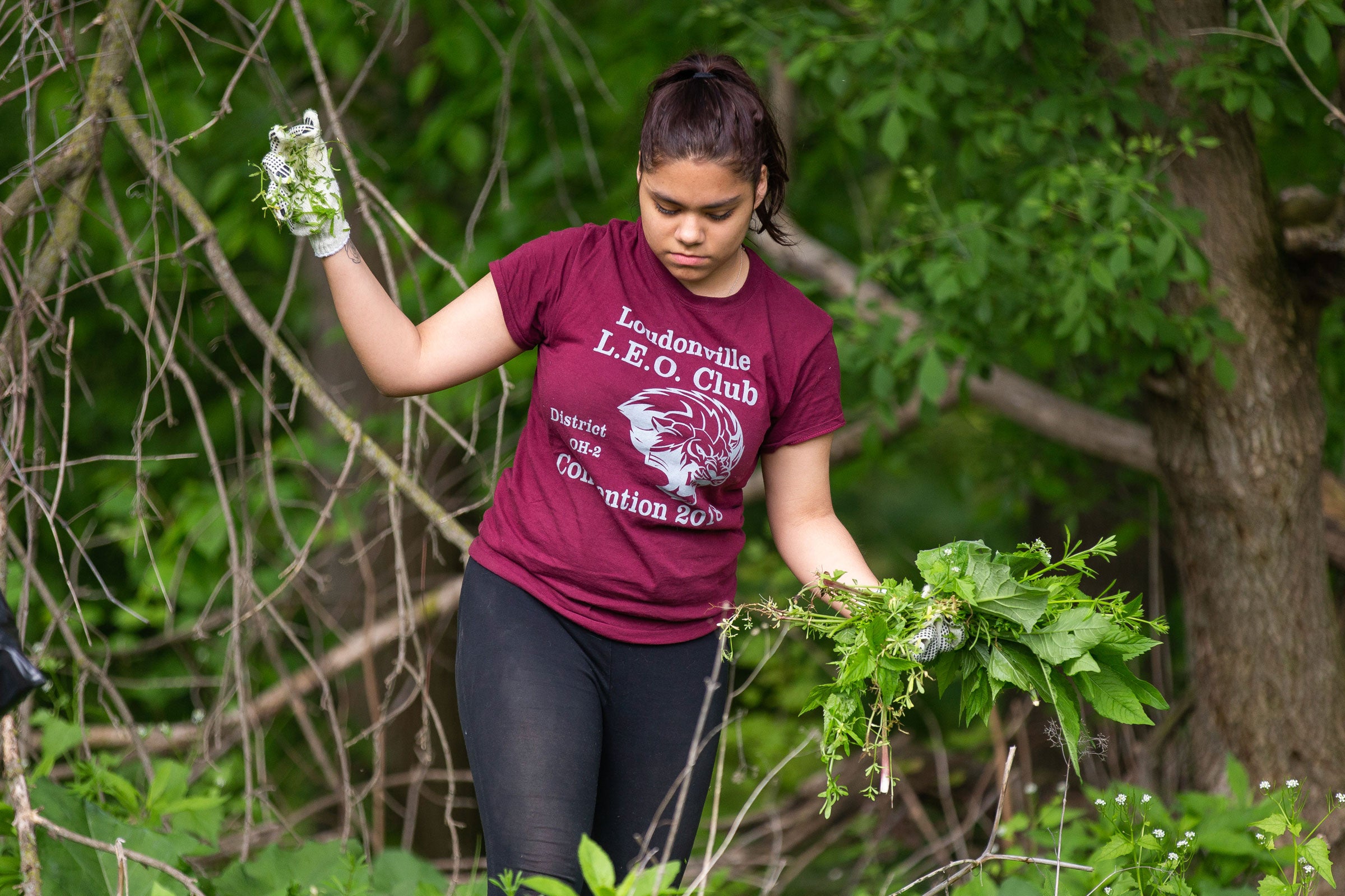 Volunteer Desiree Ortiz helps remove invasive garlic mustard at Black River Audubon Society. Allison Farrand