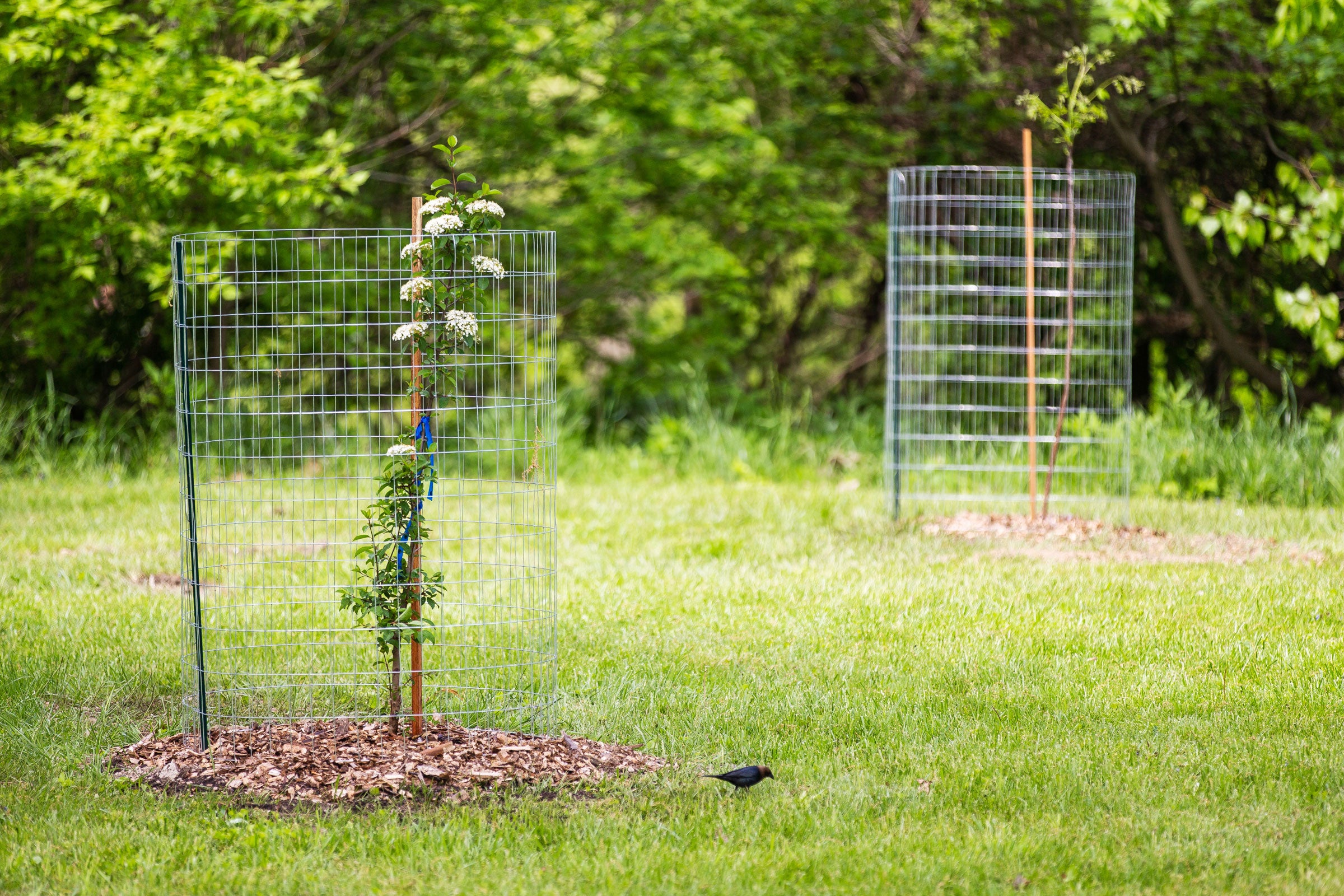A Brown-headed Cowbird forages next to a newly planted blackhaw viburnum. Allison Farrand