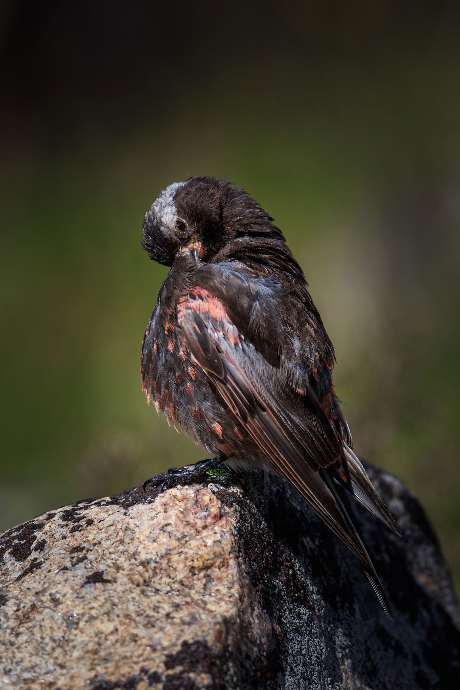 Up at 11,000 feet, a male Black Rosy-Finch preens on a boulder after bathing in a water pool. Ronan Donovan