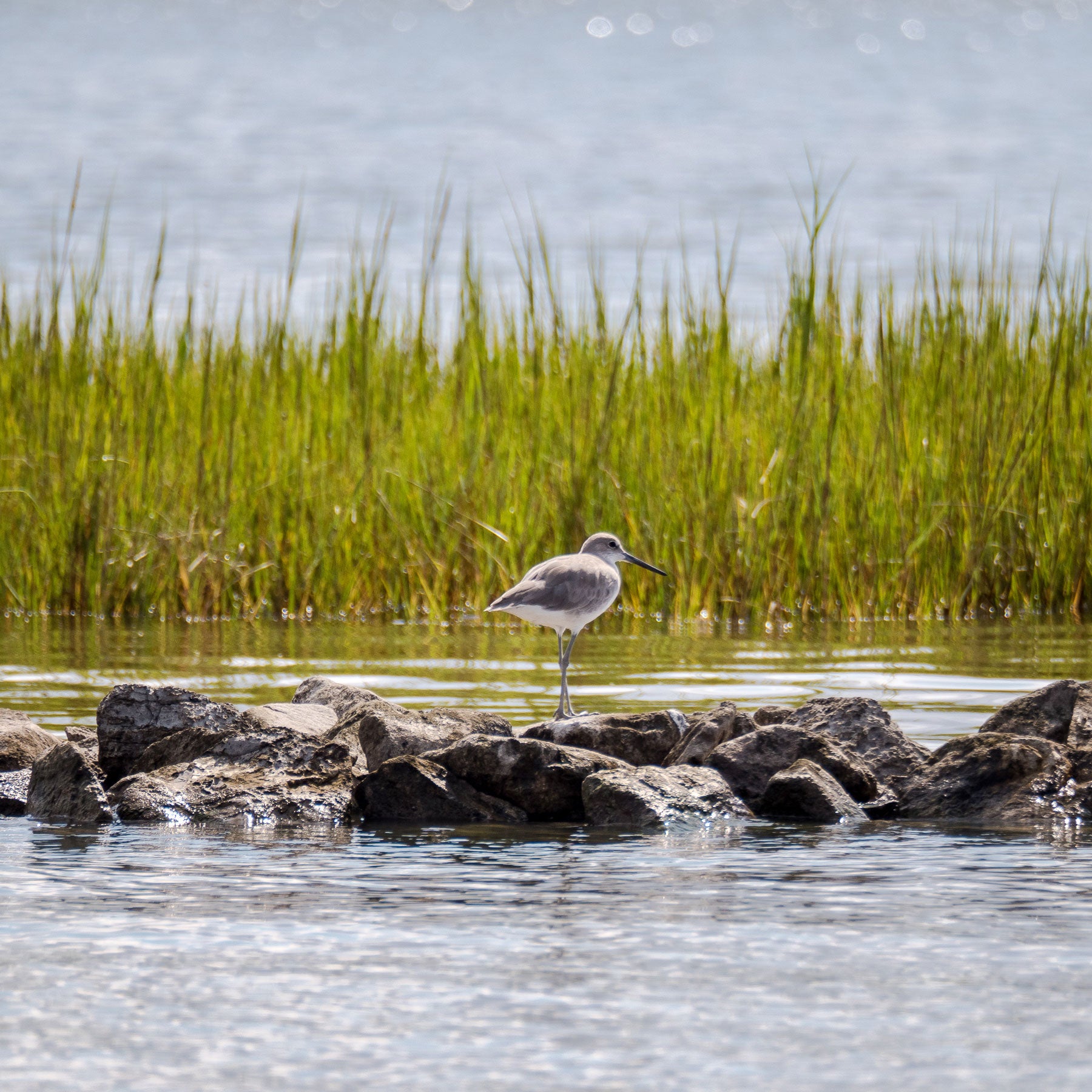 Willet. Preeti Desai/Audubon
