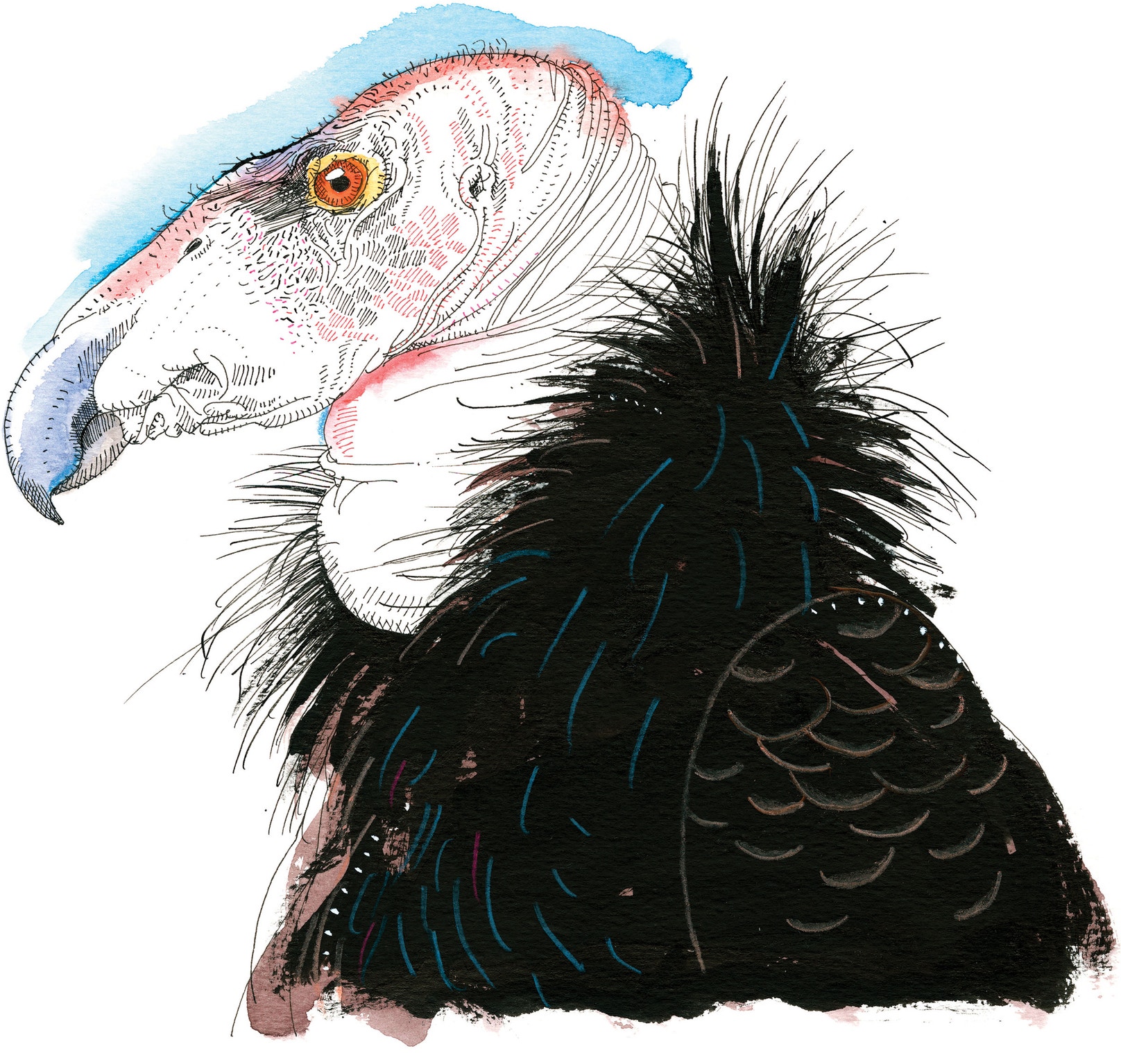 California Condor Animation Reimagining the California Condor | Audubon