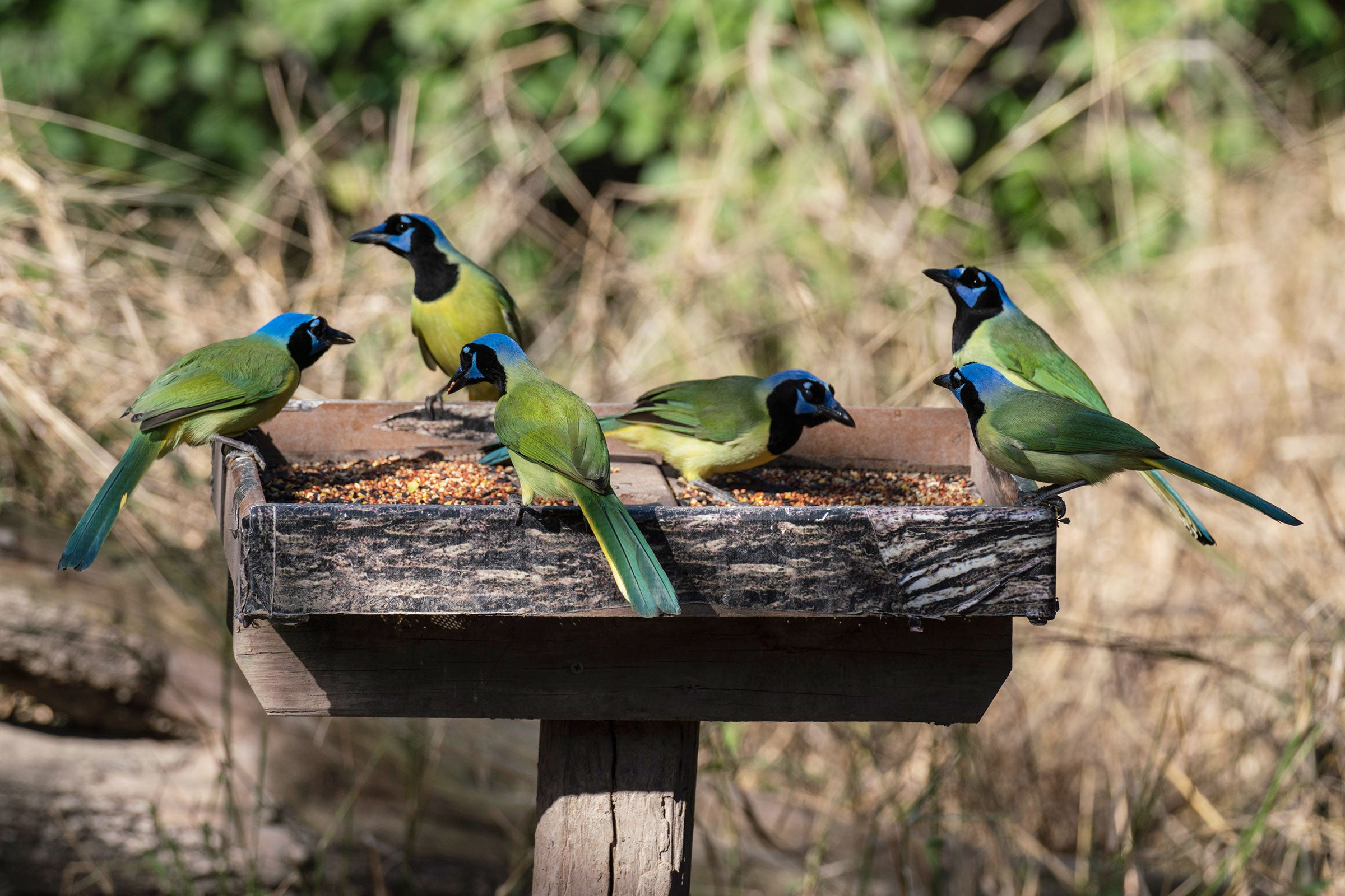 Green Jays gather at a feeder during Christmas Bird Count week at Bentsen-Rio Grande Valley State Park. The colorful, subtropical bird is common and found year-round in the park, though it rarely strays farther north. Verónica G. Cárdenas