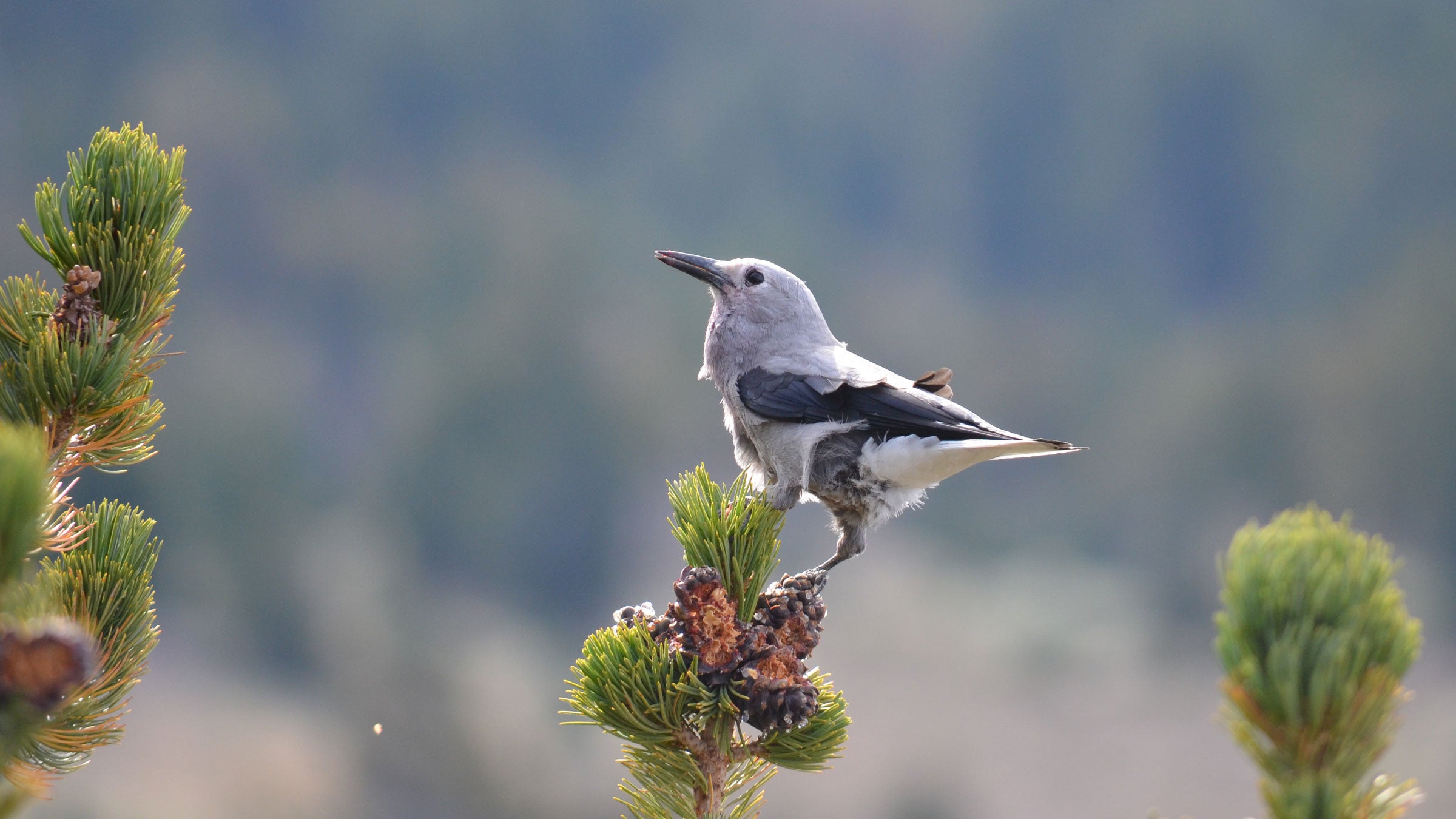 "The SeedObsessed Clark's Nutcracker A Fascinating Bird Species"