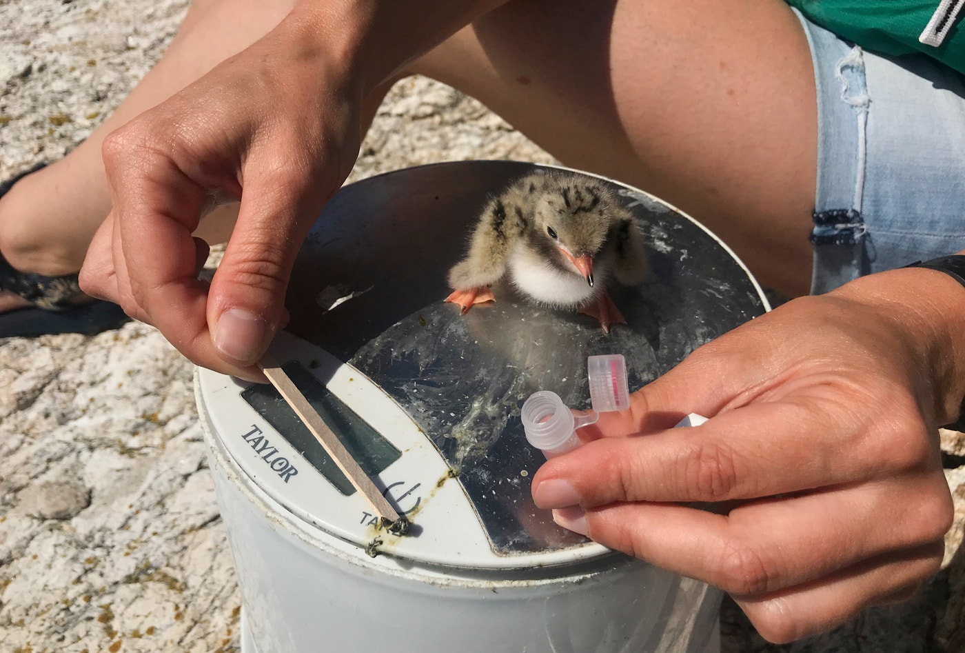 Bird Poop: The Next Frontier of Avian Conservation | Audubon