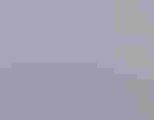 Common Murres. Trish Gussler/Flickr (CC BY NC ND 2.0)