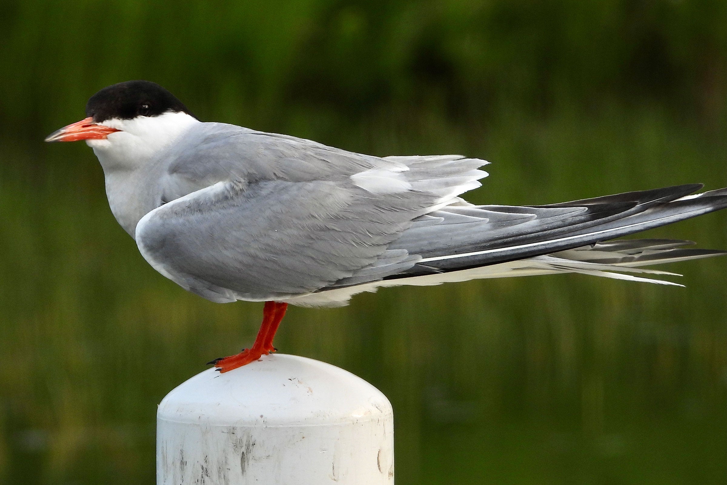 a bird with a light grey back, white chest, black head, and bright orange bill stands on a white post
