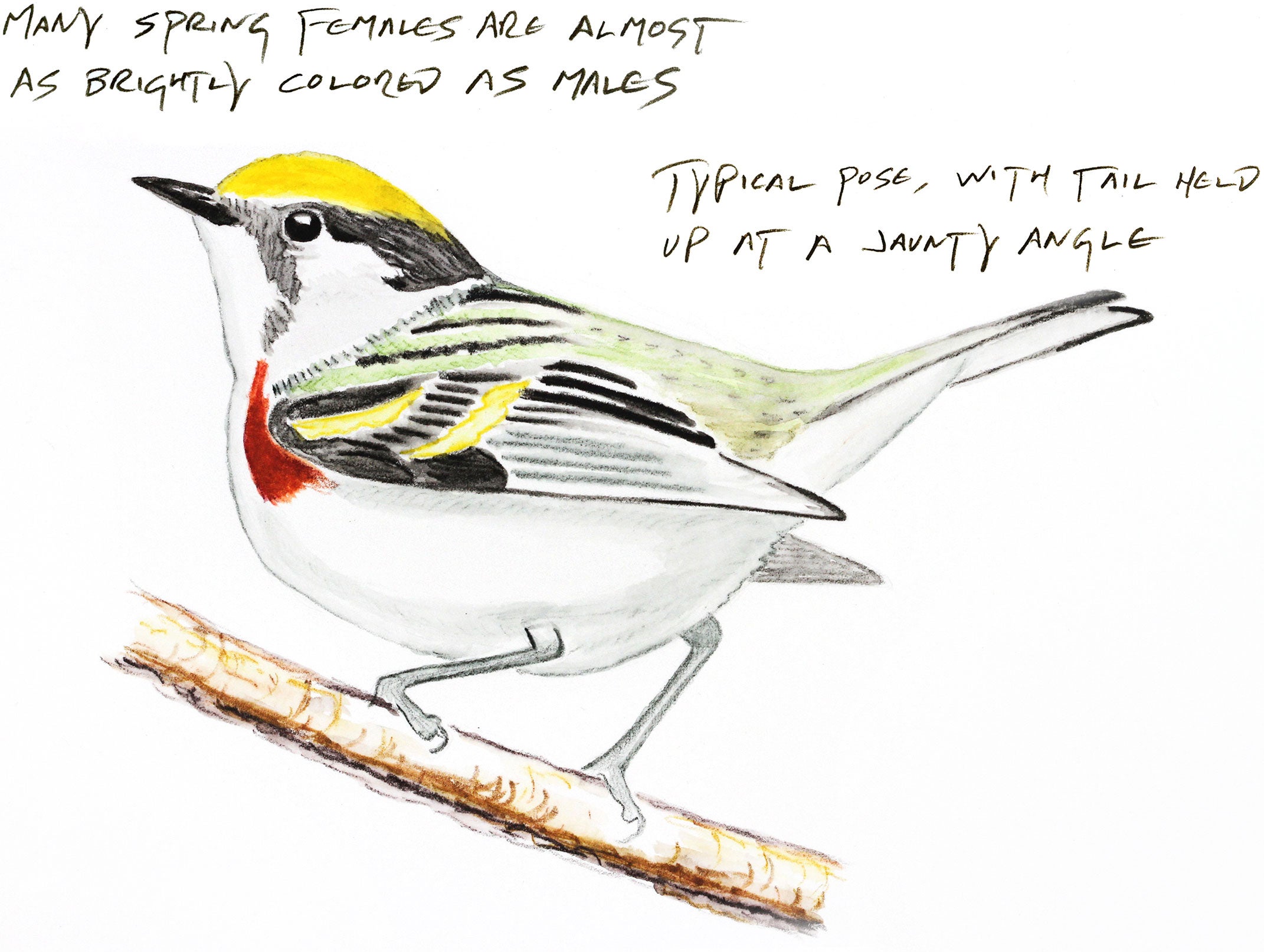 Illustration: Kenn Kaufman