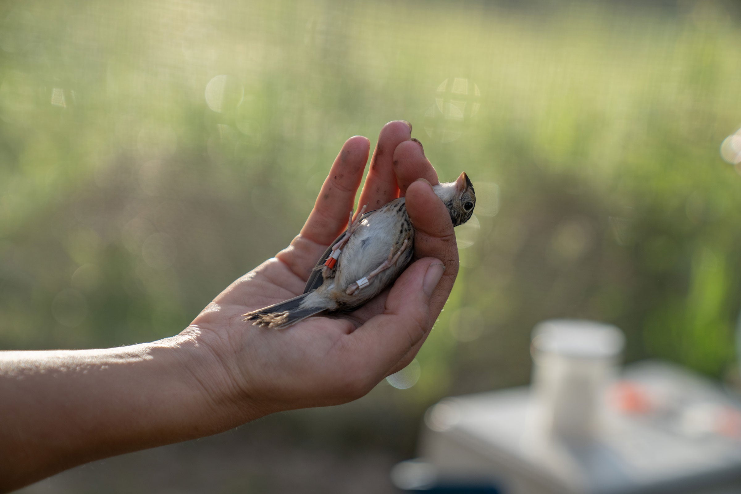 A person's left hand is holding a small bird, likely being banded or examined. The bird has a white belly, brown back, and a distinctive head pattern. It is wearing a metal band on one leg and possibly colored leg bands. The background is blurred, showing a natural setting with greenery and a table or other equipment in the distance.