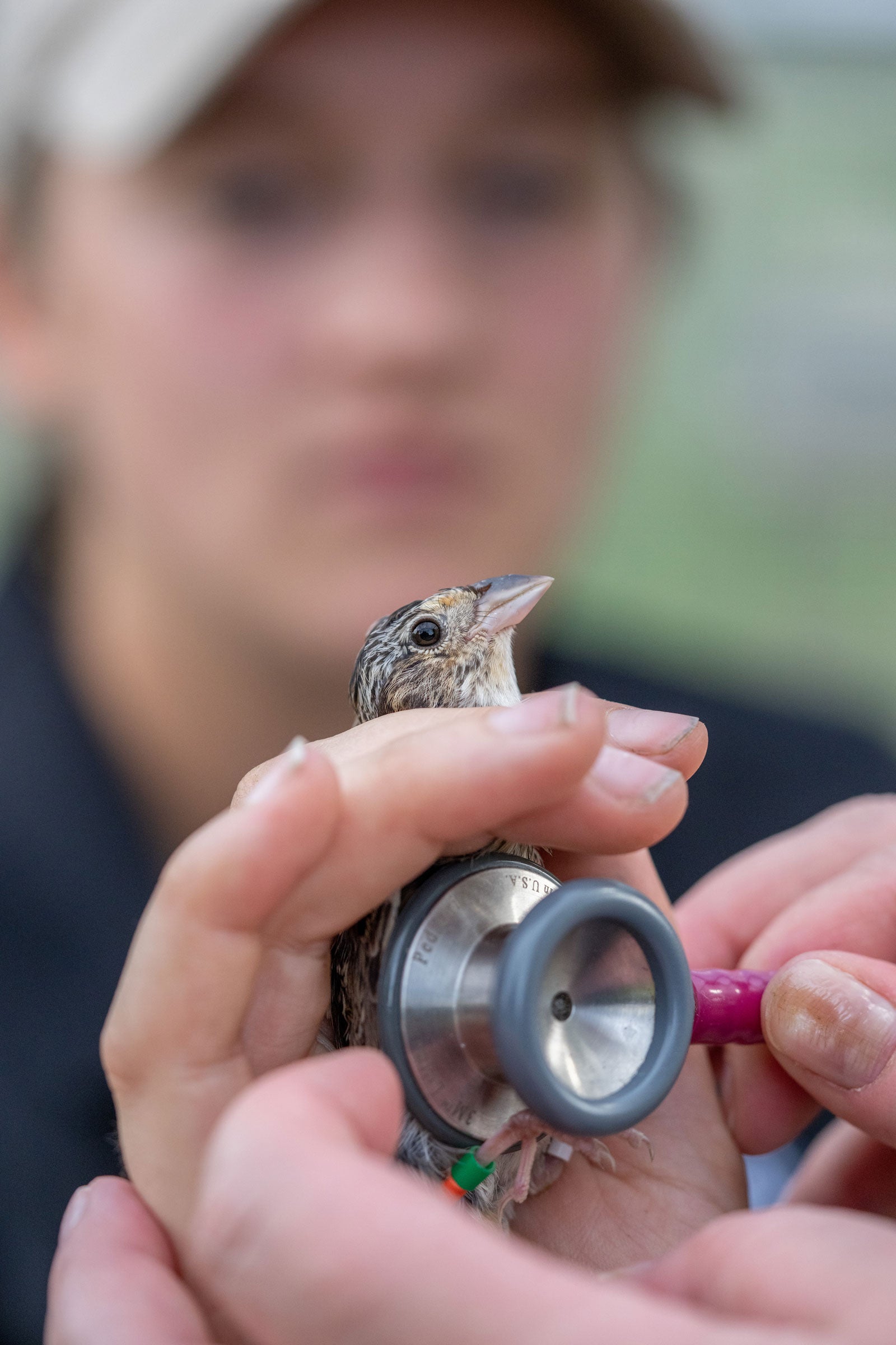 A person is holding a small bird and using a stethoscope to listen to its heartbeat or breathing. The bird is being gently restrained in the person's hand, with the stethoscope positioned near its body. The person's face is blurred in the background, but they appear to be focused on the task at hand.