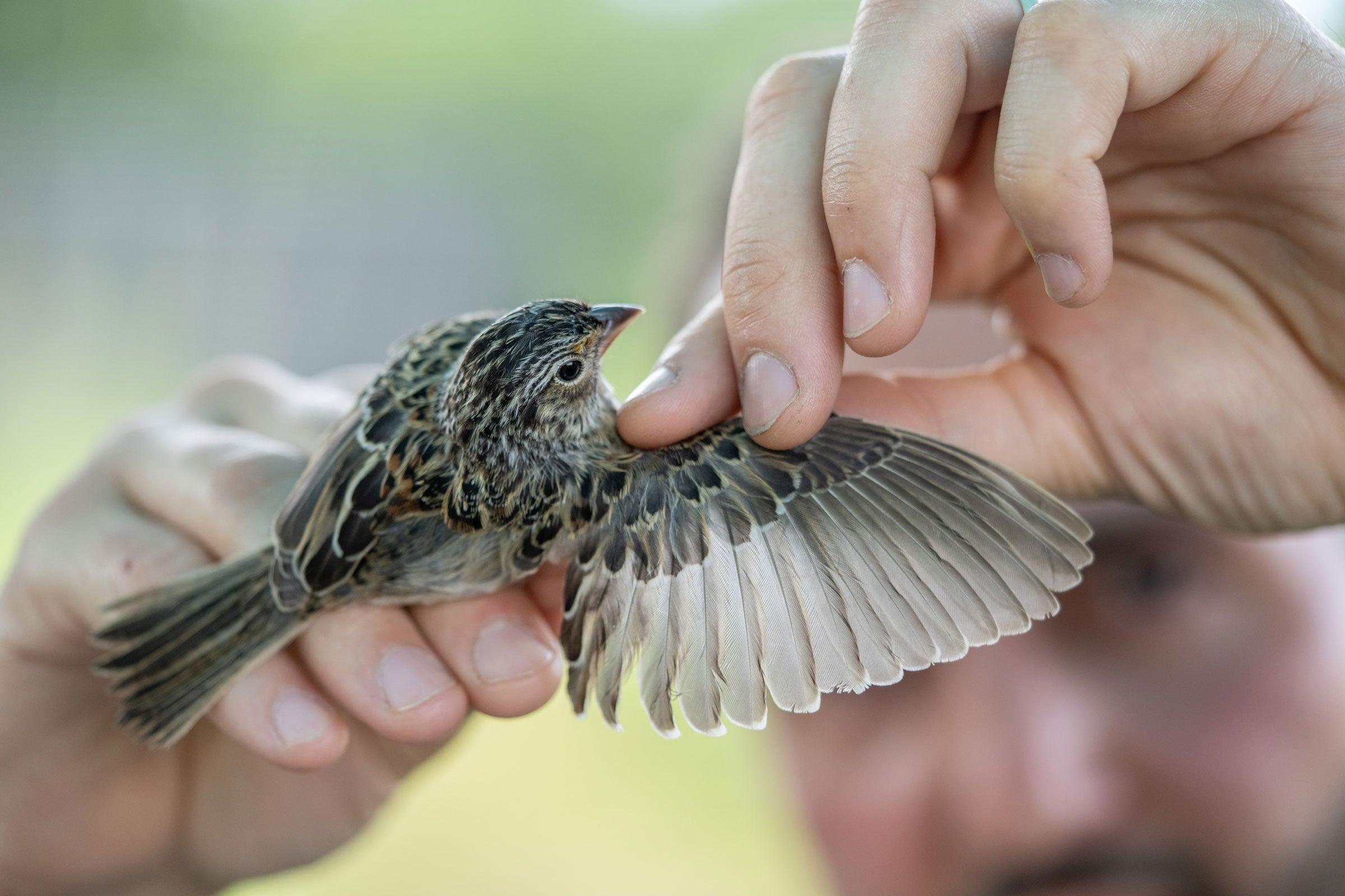 A person is holding a small bird with mottled brown and white feathers, gently restraining it with their fingers to examine or band it.