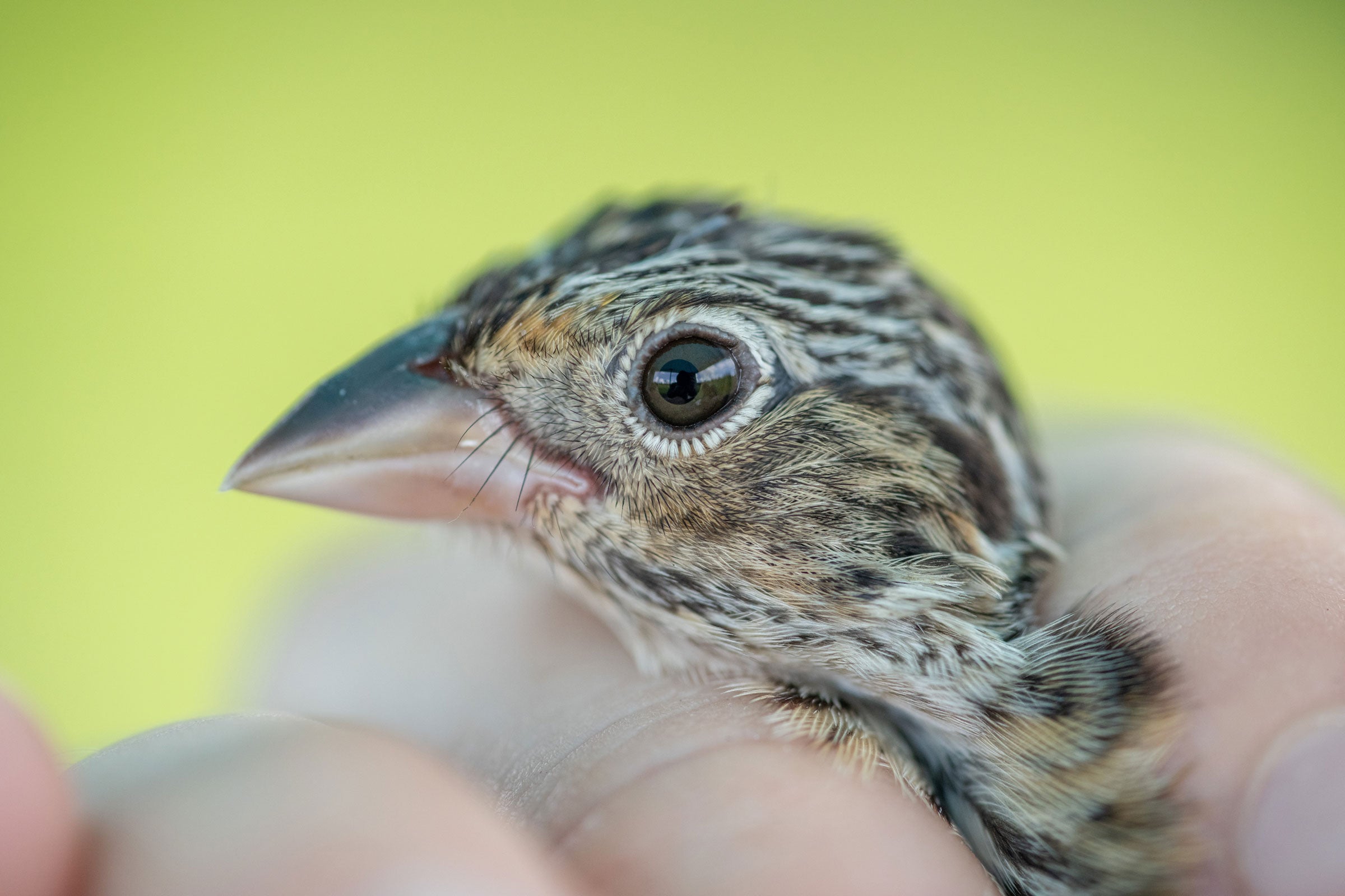 A close-up of a small bird's head, being held in someone's hand. The bird has a mottled brown and white plumage, a black beak, and a large, round eye. The background is a blurred, bright yellow-green color.