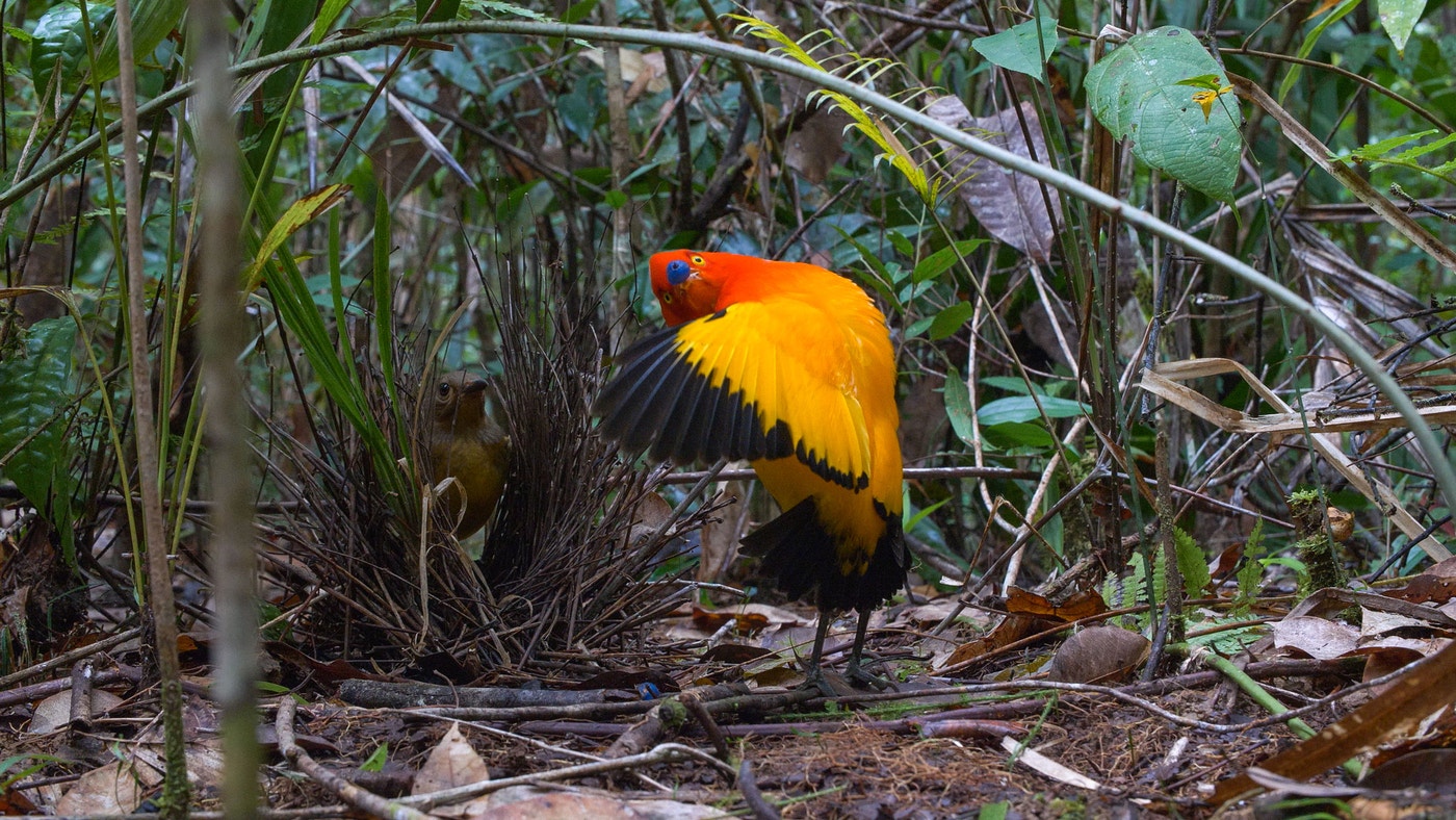 Dancing Bird Bird Of Paradise Bird Mating Dance Hi Res Stock Dancing Bird Bird Of Paradise Bird Mating Dance Hi Res Stock