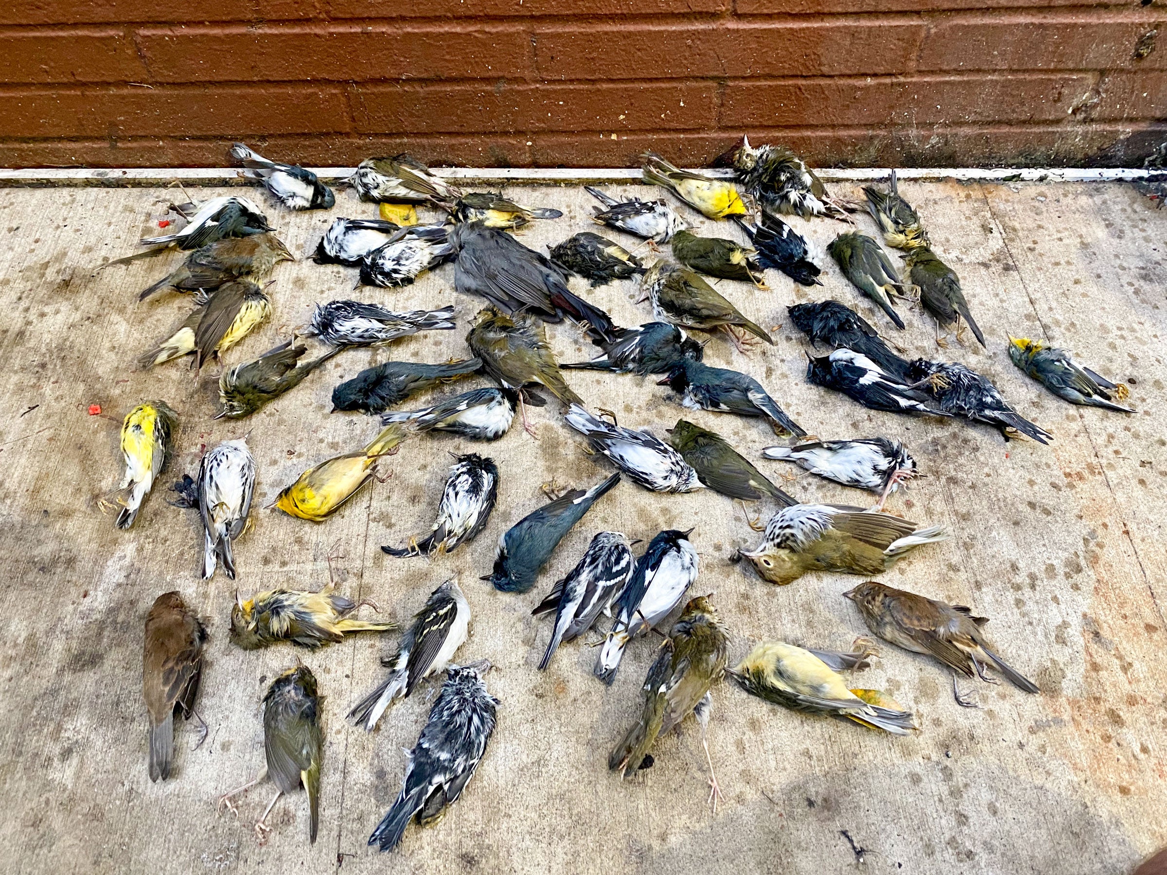 A small portion of the hundreds of birds Stephen Maciejewski collected during what Pennsylvania Audubon called a rare event with over 1,000-plus birds crashing into buildings in a three block area in downtown Philadelphia. Courtesy of Stephen Maciejewski