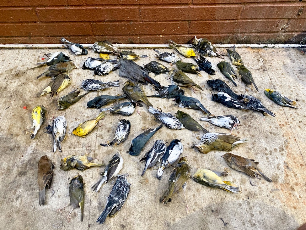 Crash Course: Raising Awareness on Bird Collisions