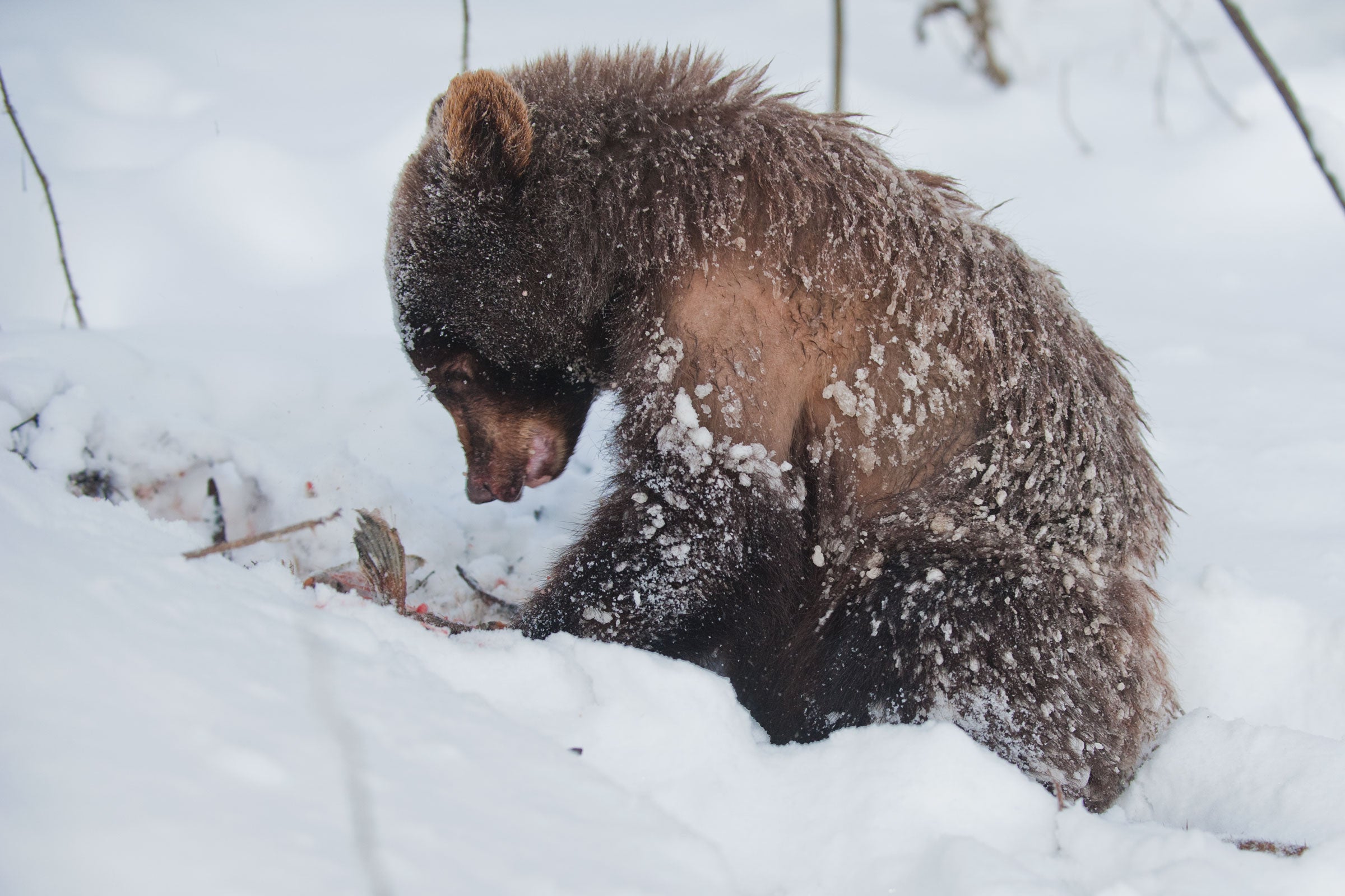 A young grizzly eats a salmon. Peter Mather