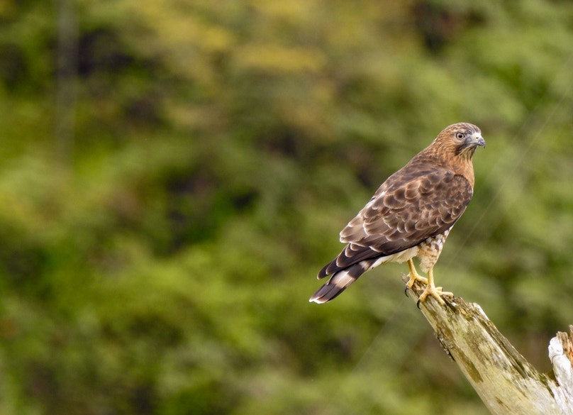 Migratory Raptors A dangerous journey through the country of birds: challenges for ...
