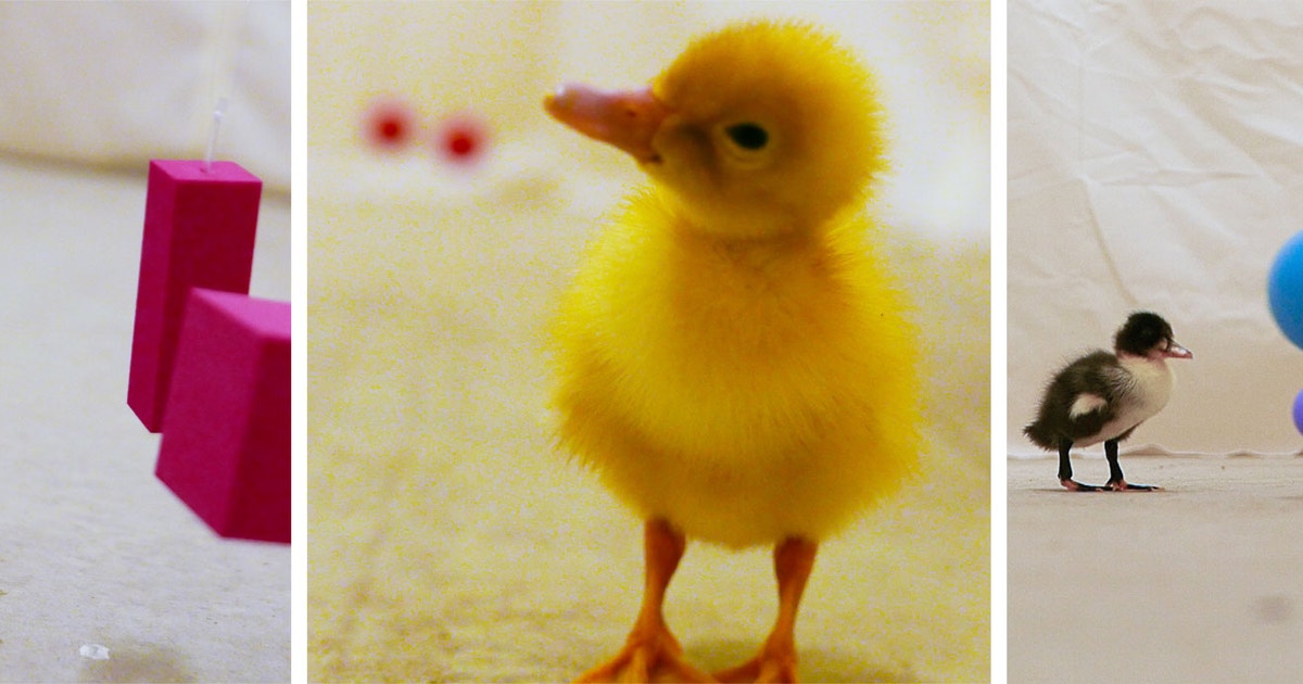 Does All Birds Have Imprinting Behavior: Surprising Facts Revealed