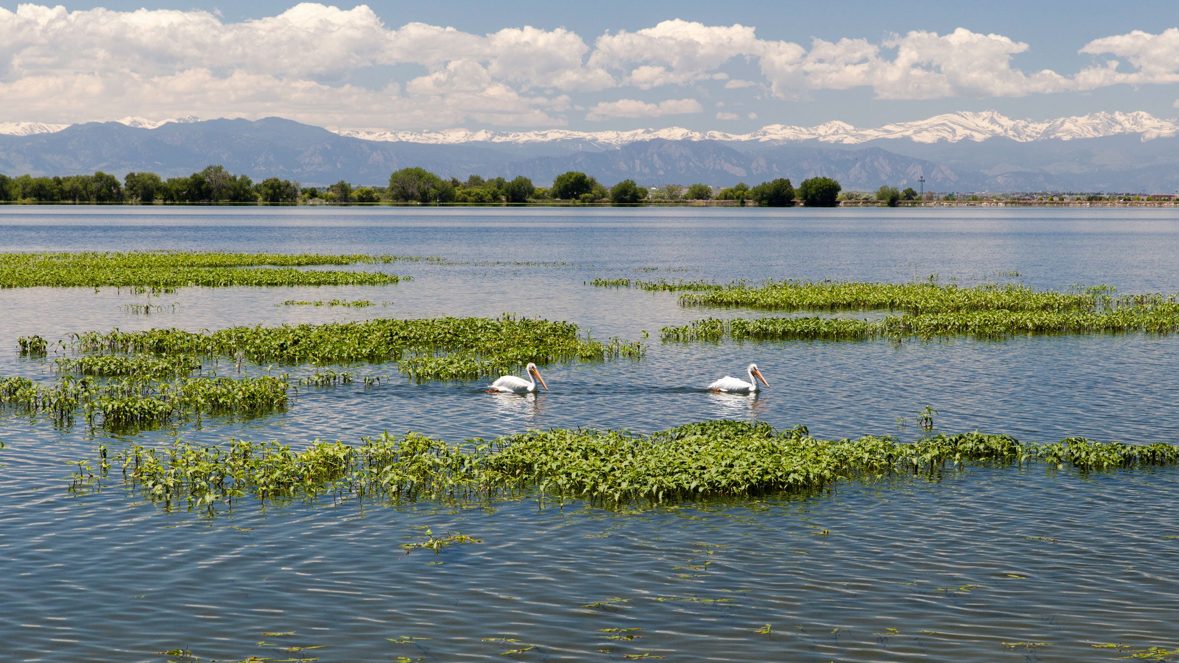 American White Pelicans at Barr Lake, Colorado. David Durham