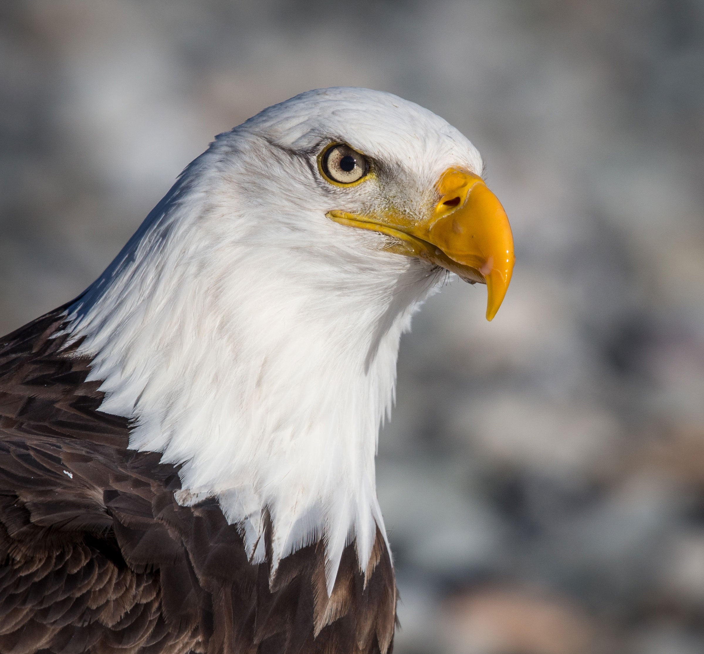 Bald Eagle. Bonnie Block