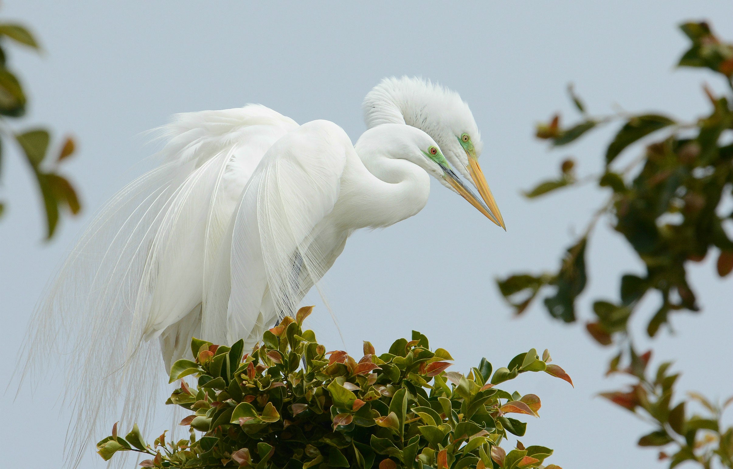 Great Egrets. Fraida Gutovich/Audubon Photography Awards