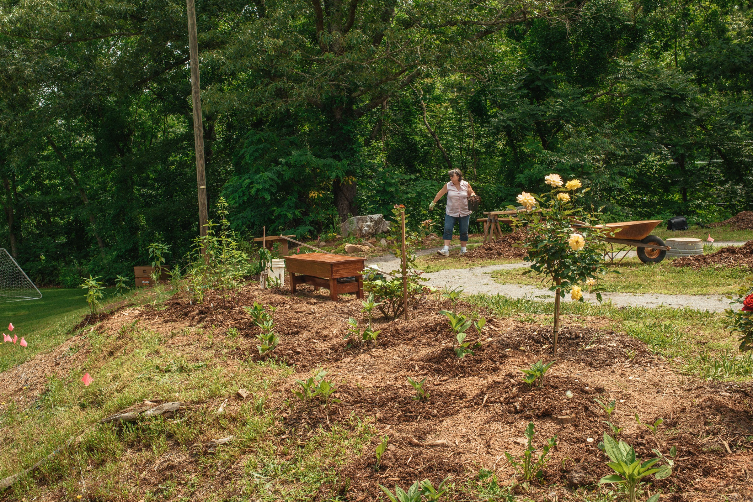 The garden will host 300 bird and pollinator-friendly plants by the time the project is done. Mike Belleme