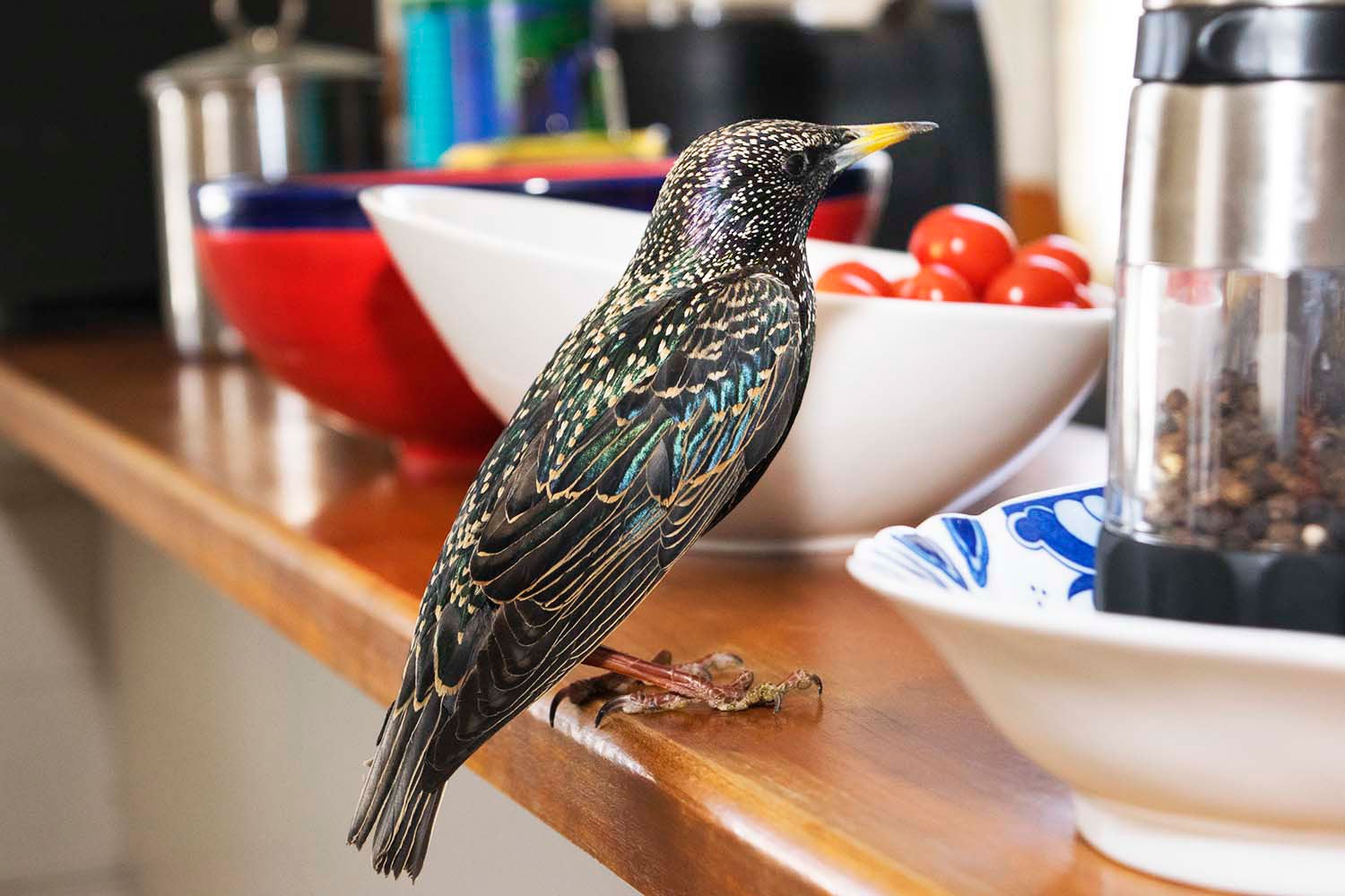 European Starling. Jonathan Feis/Great Backyard Bird Count
