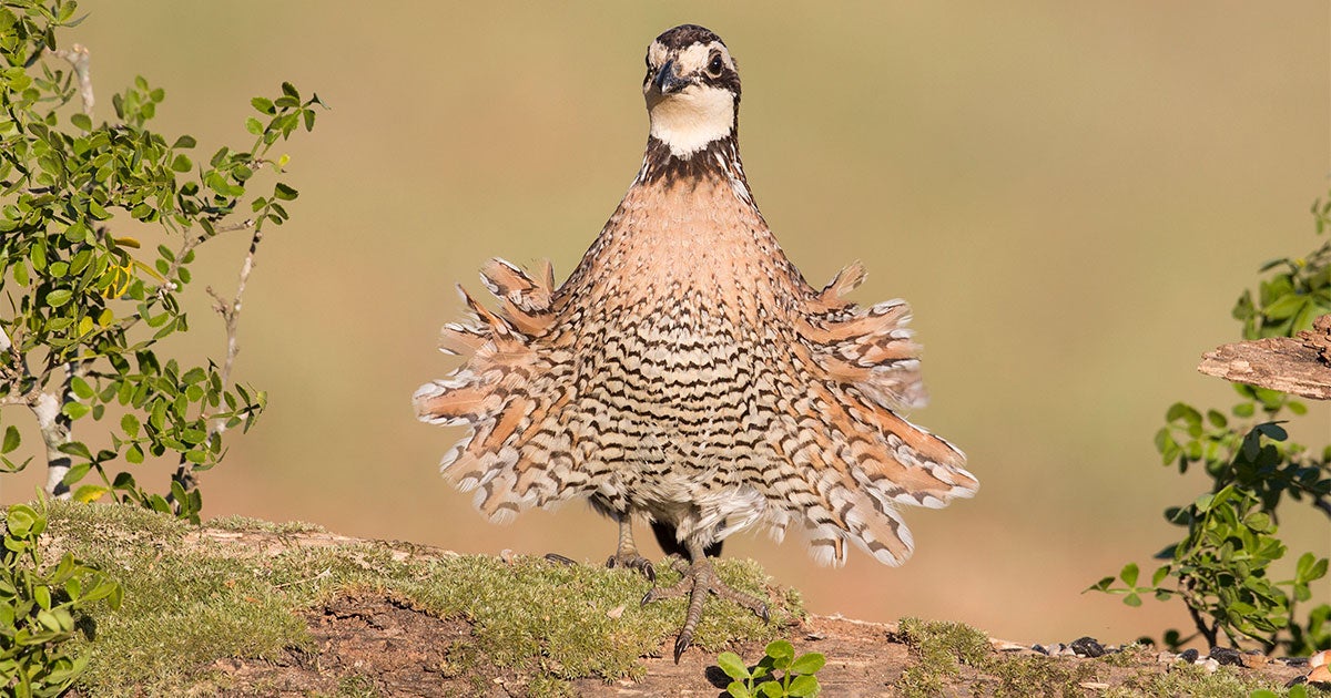 2018 Farm Bill Boosts Conservation, “Gives Birds a Lot to Celebrate ...