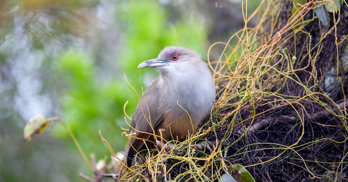 How Birding Tourism Can Support Communities and Foster Conservation | 探花精选