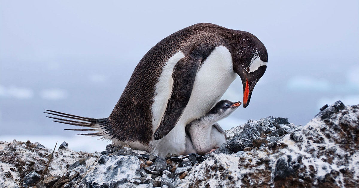 Gentoo Penguins. Deborah Albert/Audubon Photography Awards