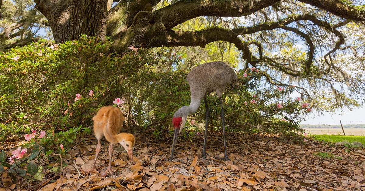 Use a Remote Trigger to Get Your Camera Closer to Birds | Audubon